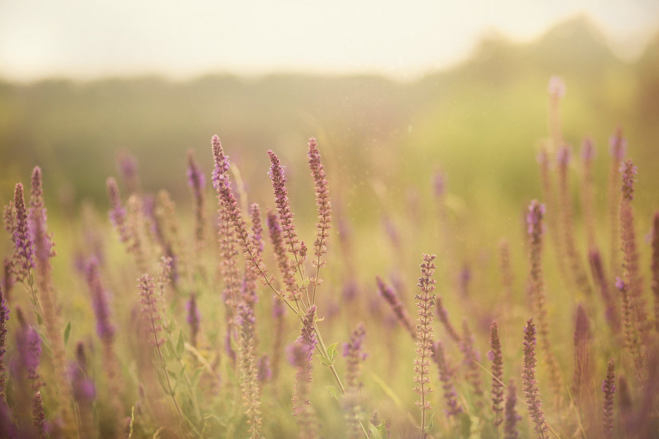 Семья Кристины. Свадебный и семейный фотограф  Новочеркасск Виктория Литвиненко