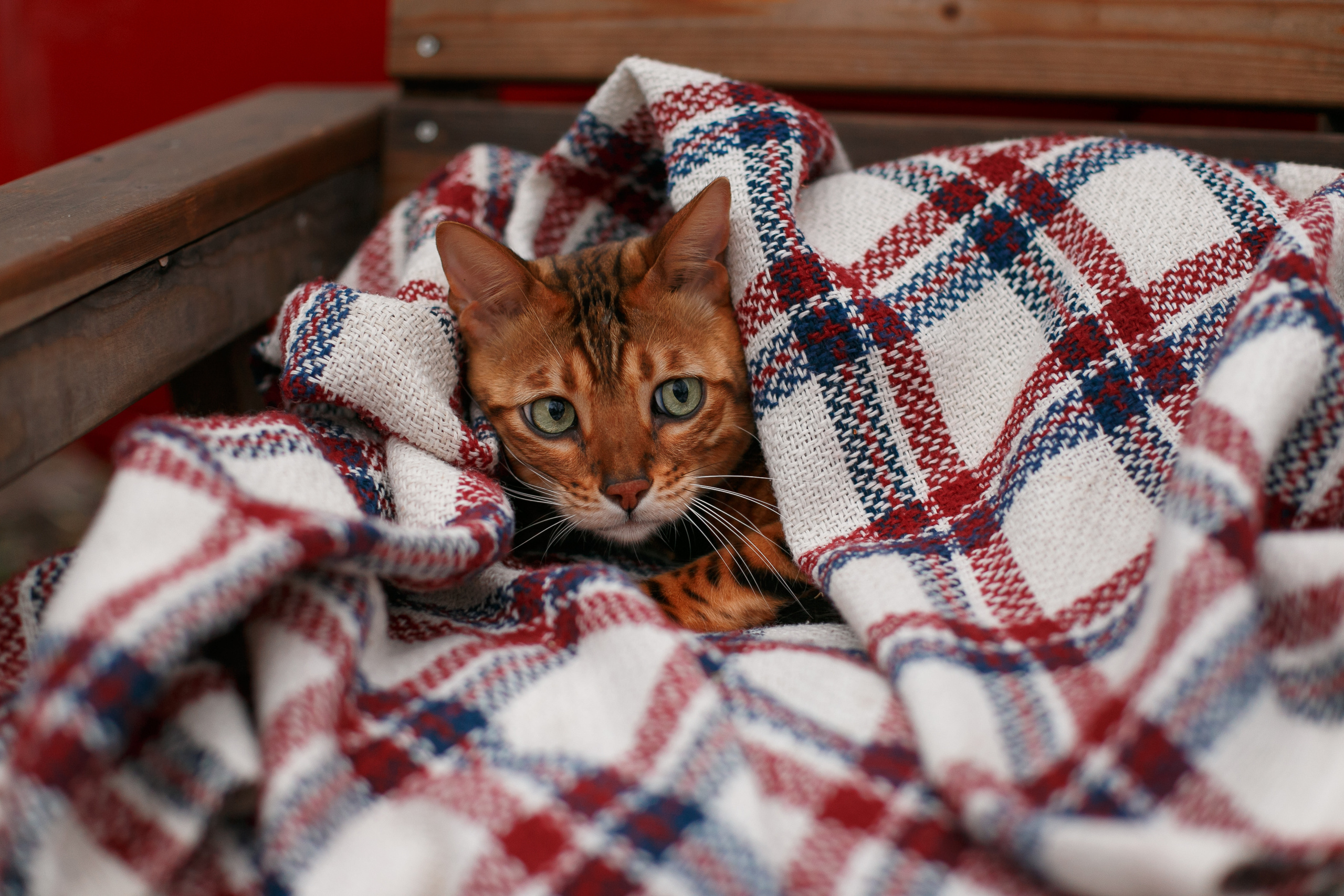 Отзывы о Виктории Литвиненко. Свадебный и семейный фотограф  Новочеркасск Виктория Литвиненко