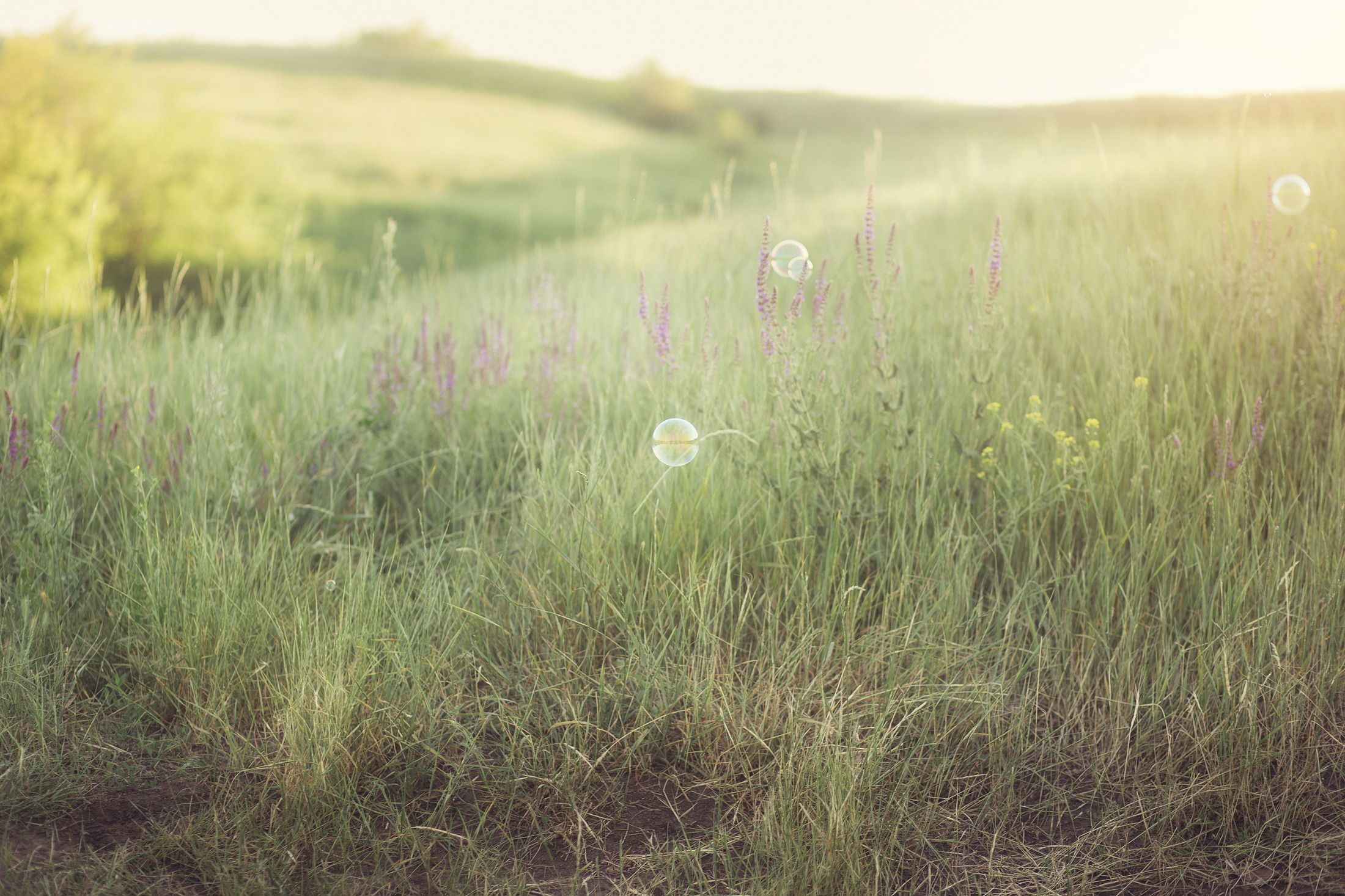 Семья Наташи. Свадебный и семейный фотограф  Новочеркасск Виктория Литвиненко