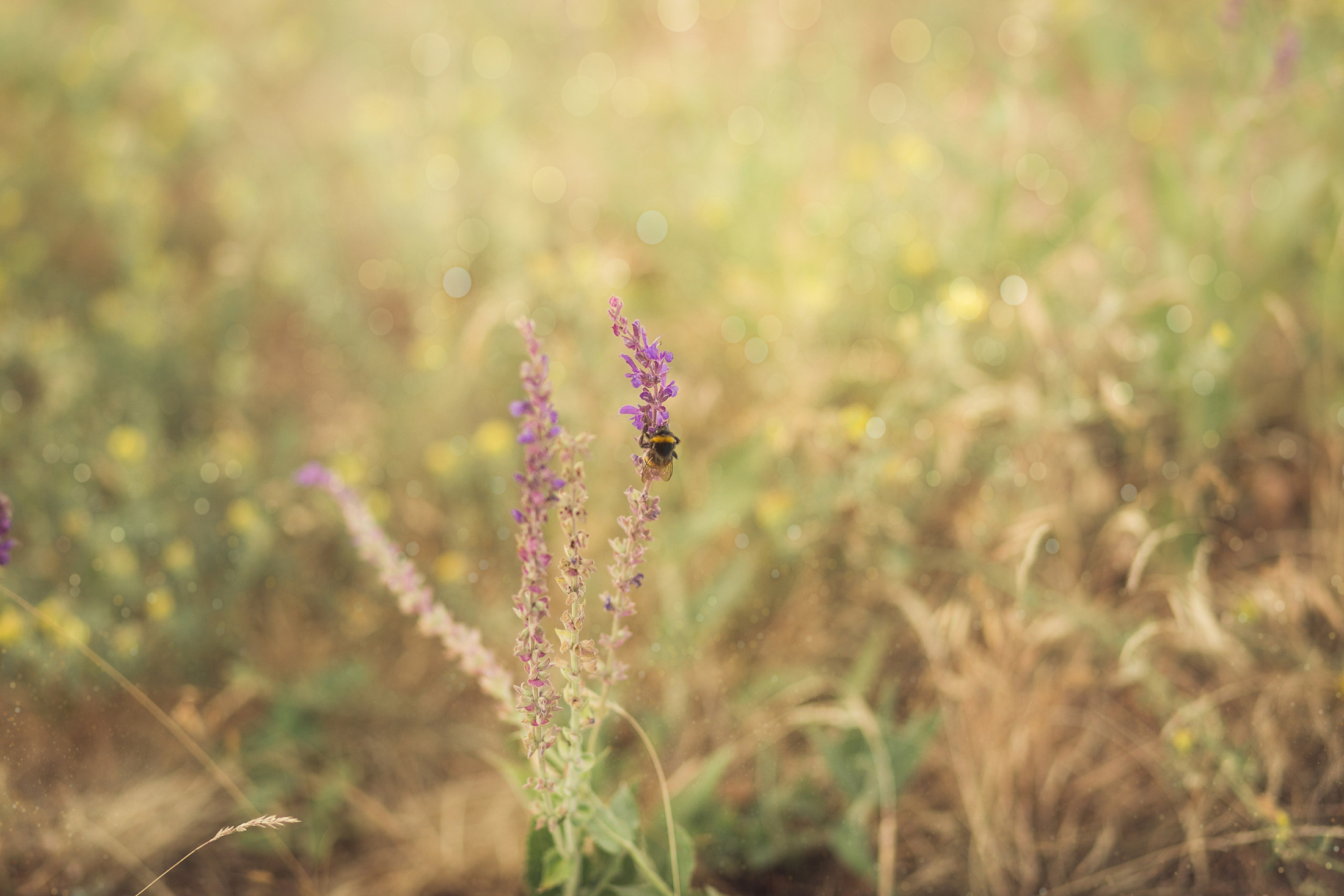 Семья Кристины. Свадебный и семейный фотограф  Новочеркасск Виктория Литвиненко