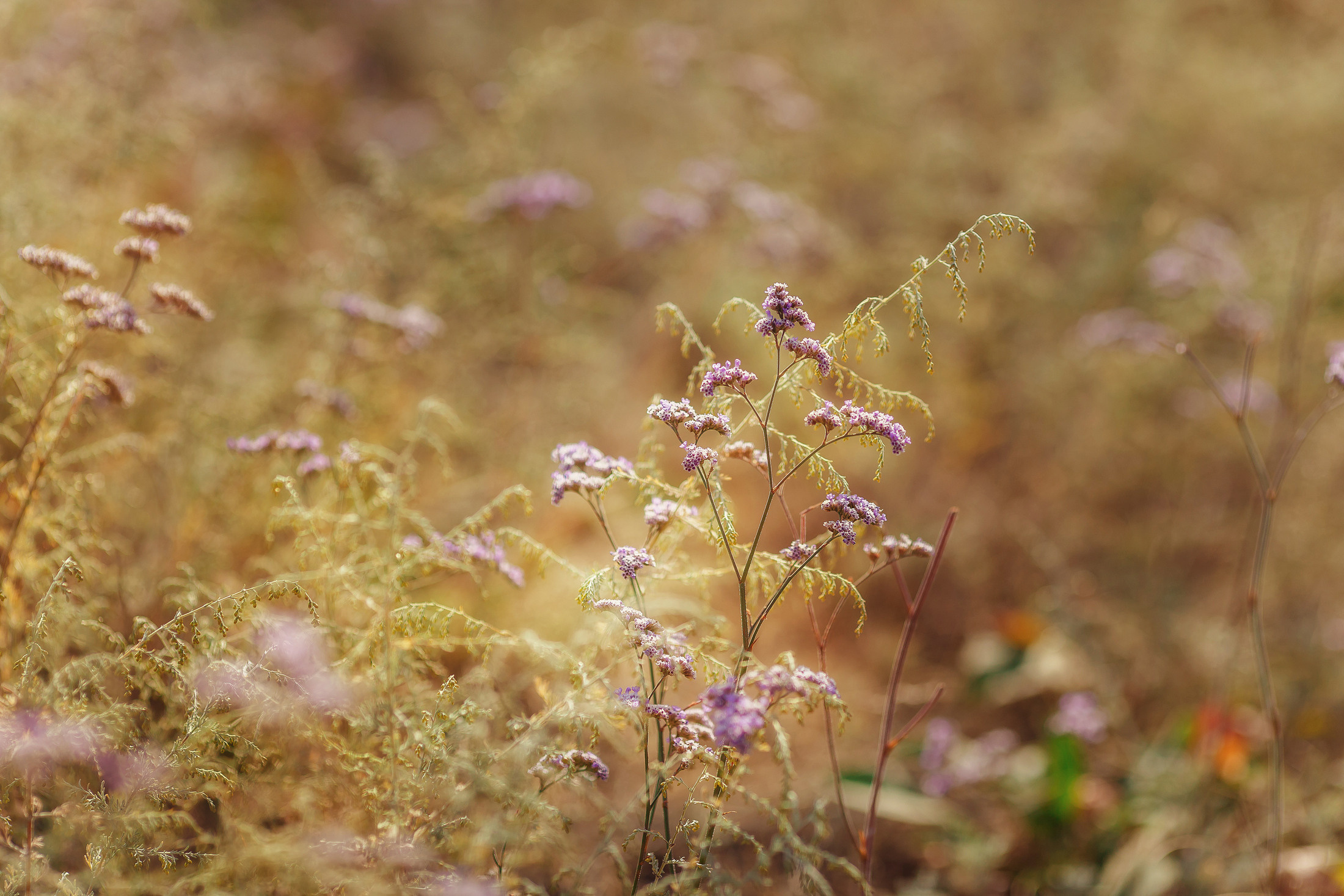 Марьяна. Свадебный и семейный фотограф  Новочеркасск Виктория Литвиненко
