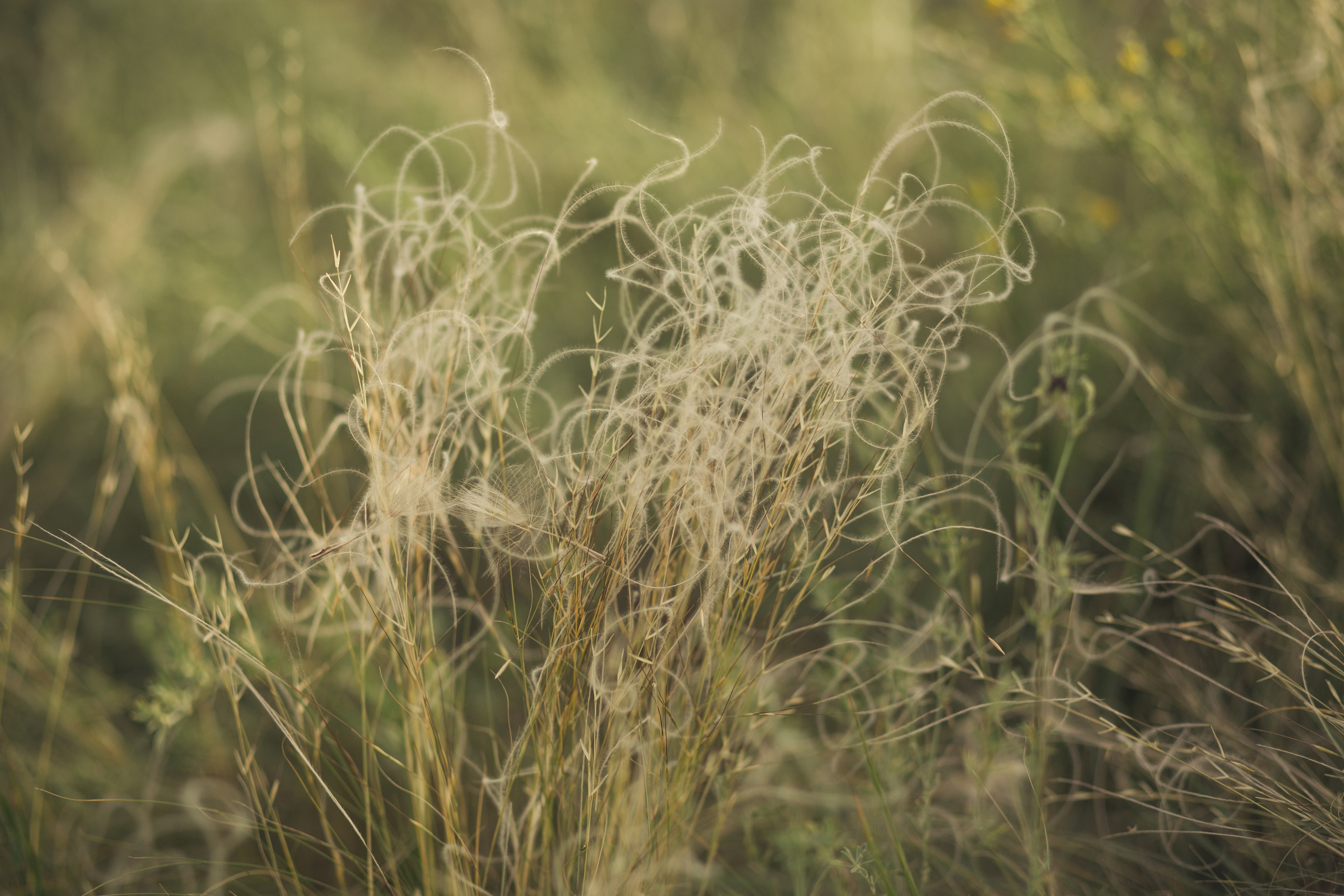Наташа и Ева. Свадебный и семейный фотограф  Новочеркасск Виктория Литвиненко