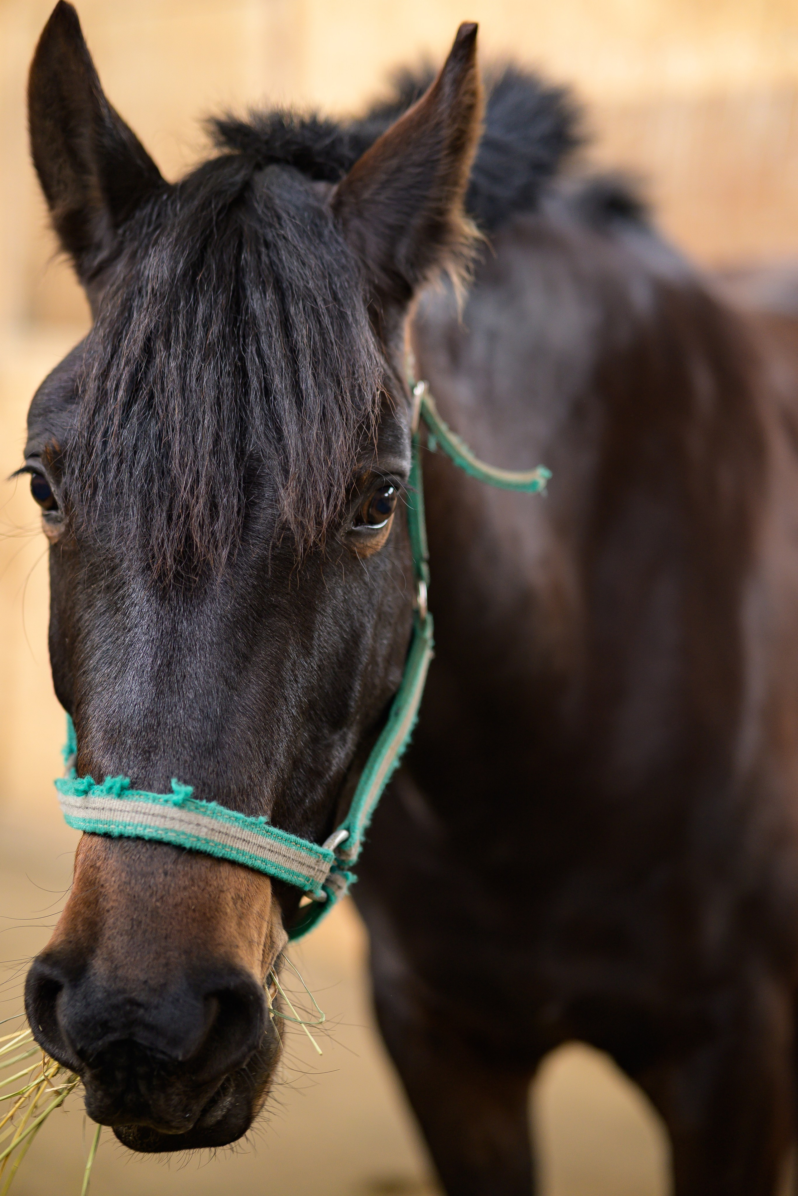 Съёмки с лошадьми. Фотограф Краснодар Наталья Сувит