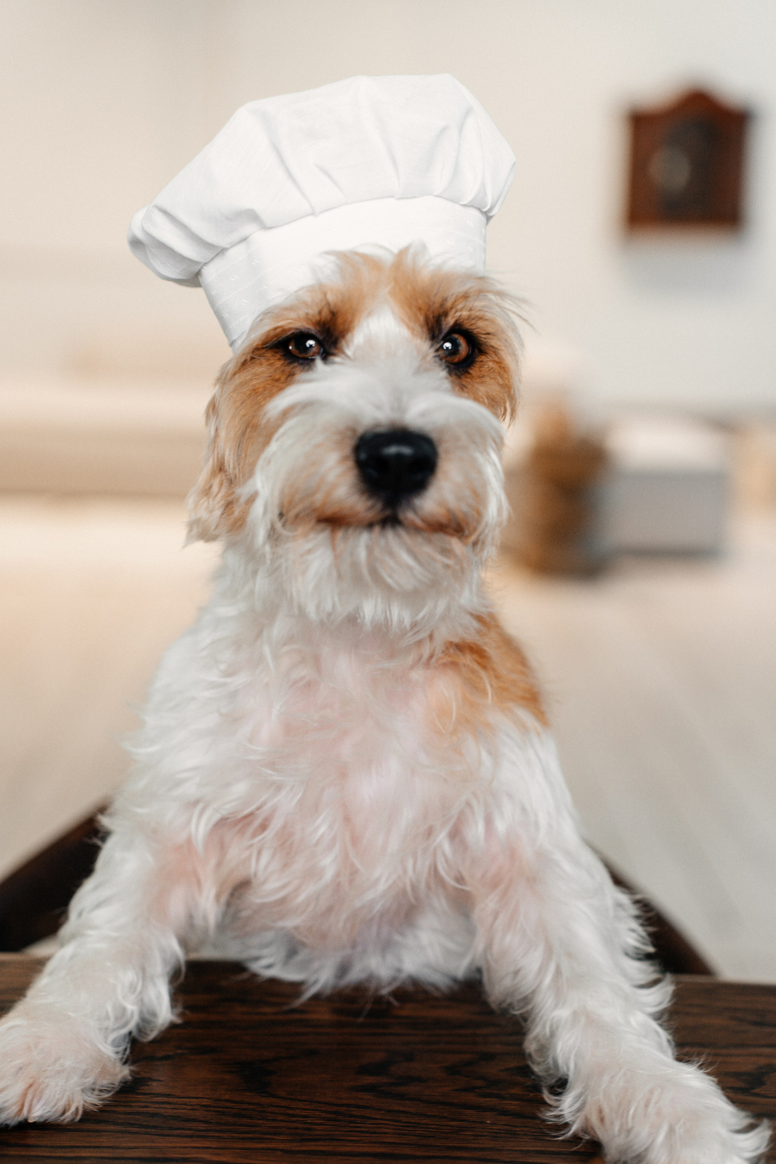 Красота хвостатых глазами хозяйки. Ваш семейный фотограф в Минске — Вика Трегубова