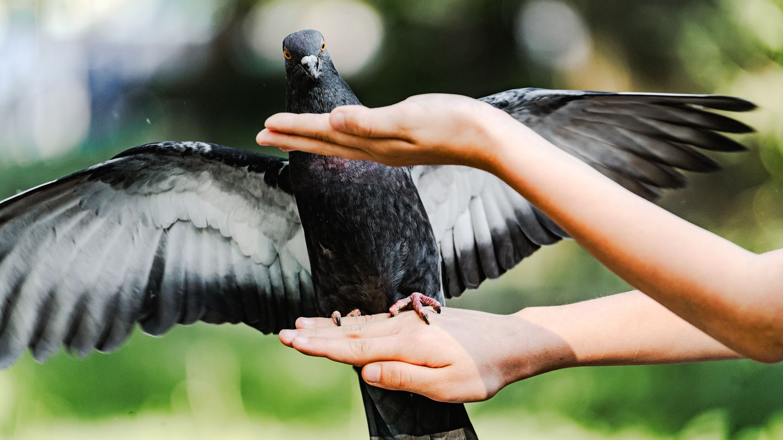 Saint Petersburg. The Andris