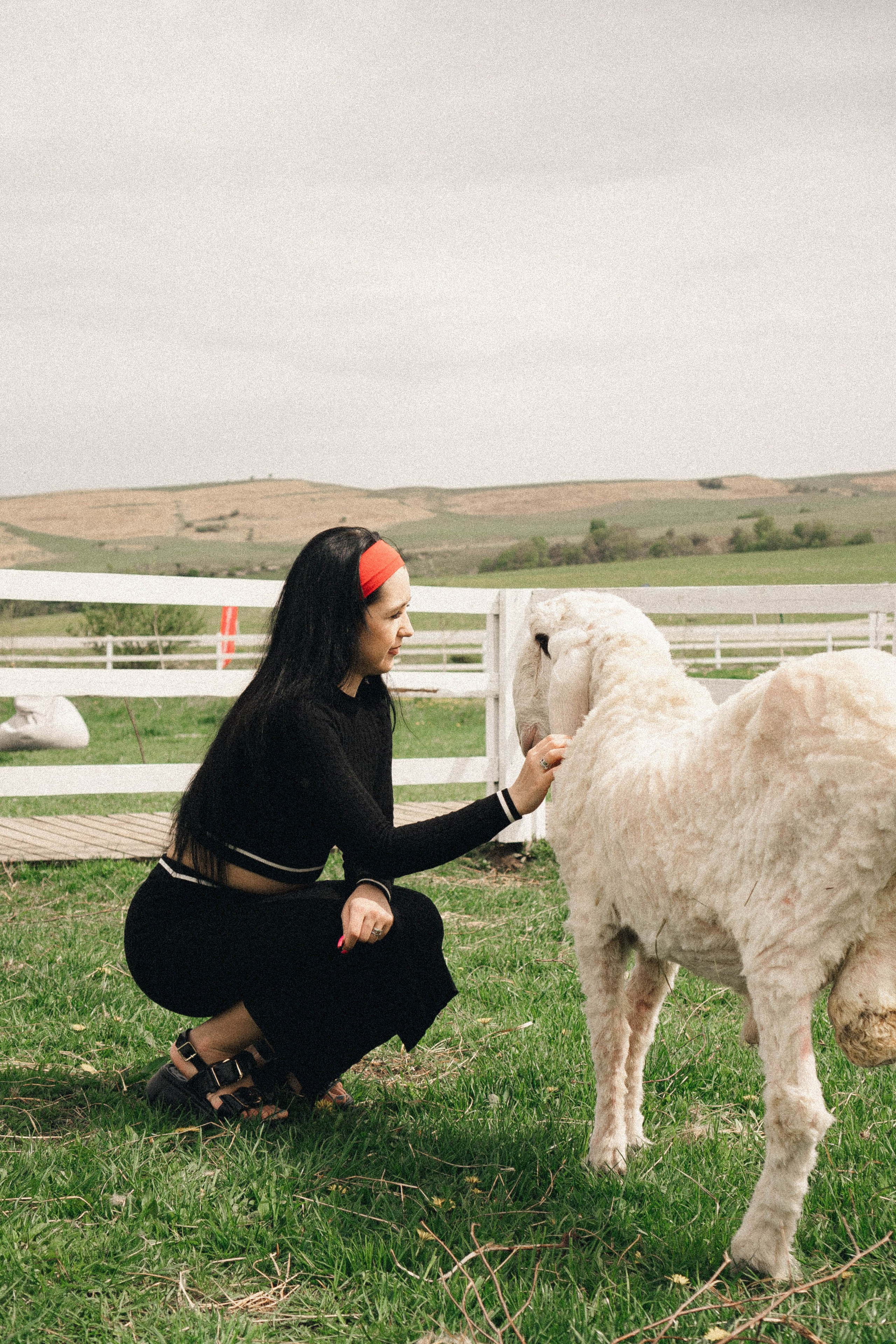 Ферма Альпак. Профессиональный фотограф, Санкт-Петербург — Виктория Богомолова