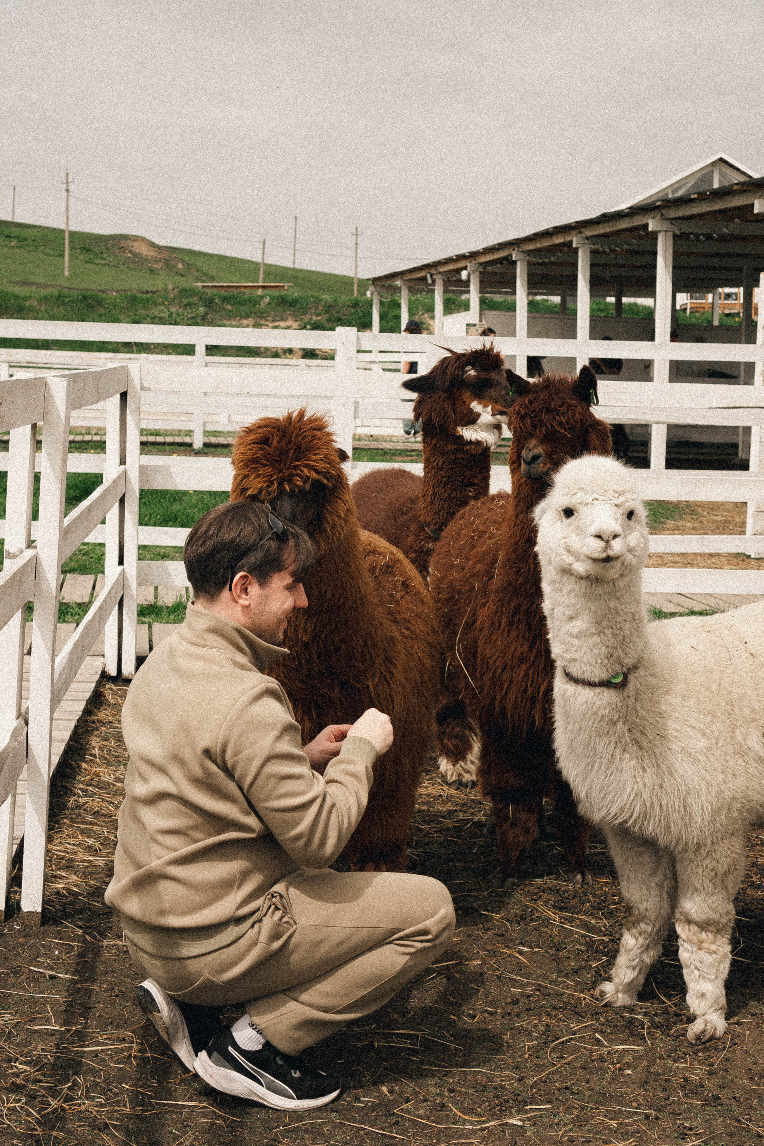 Ферма Альпак. Профессиональный фотограф, Санкт-Петербург — Виктория Богомолова