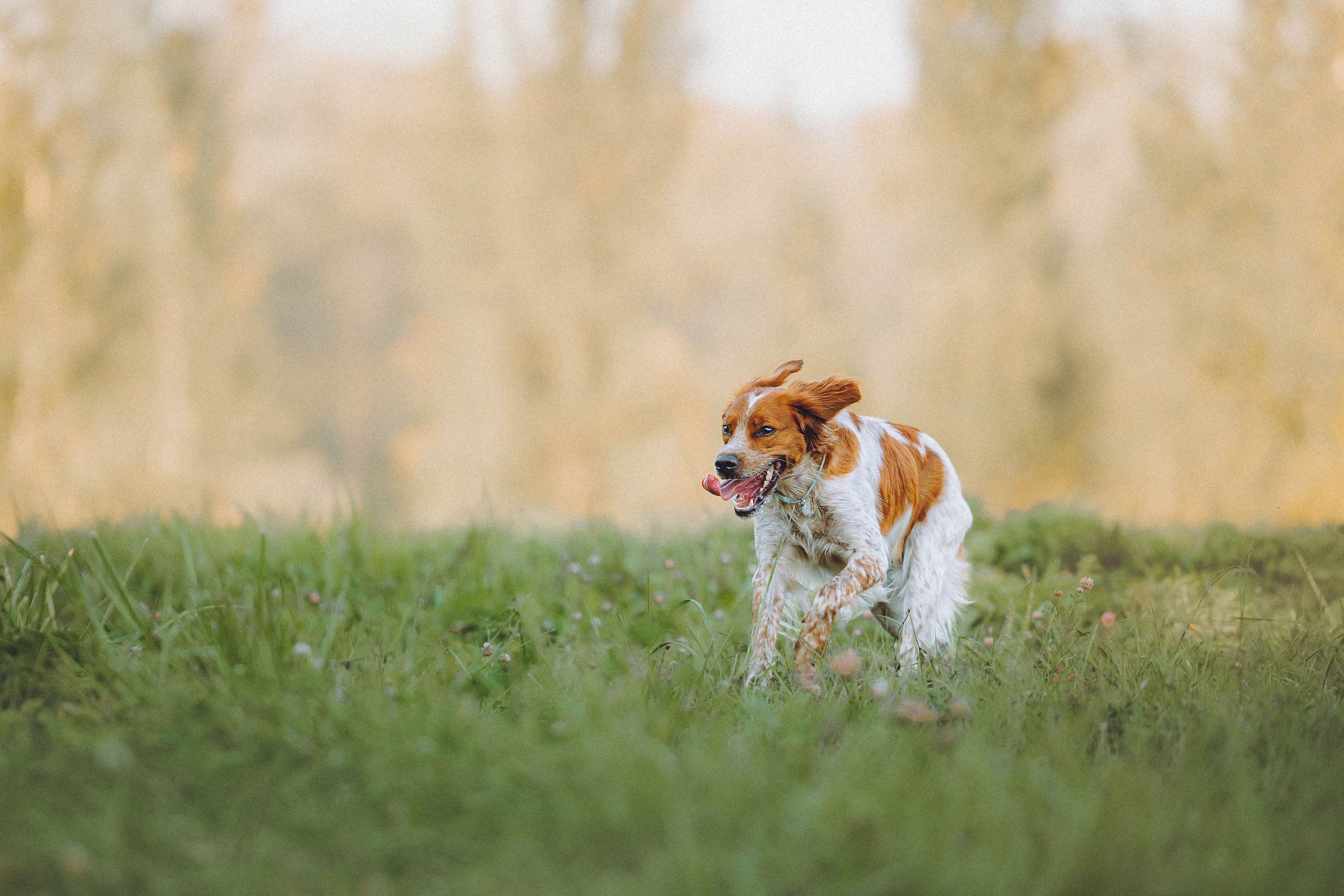 Камри и Пафи