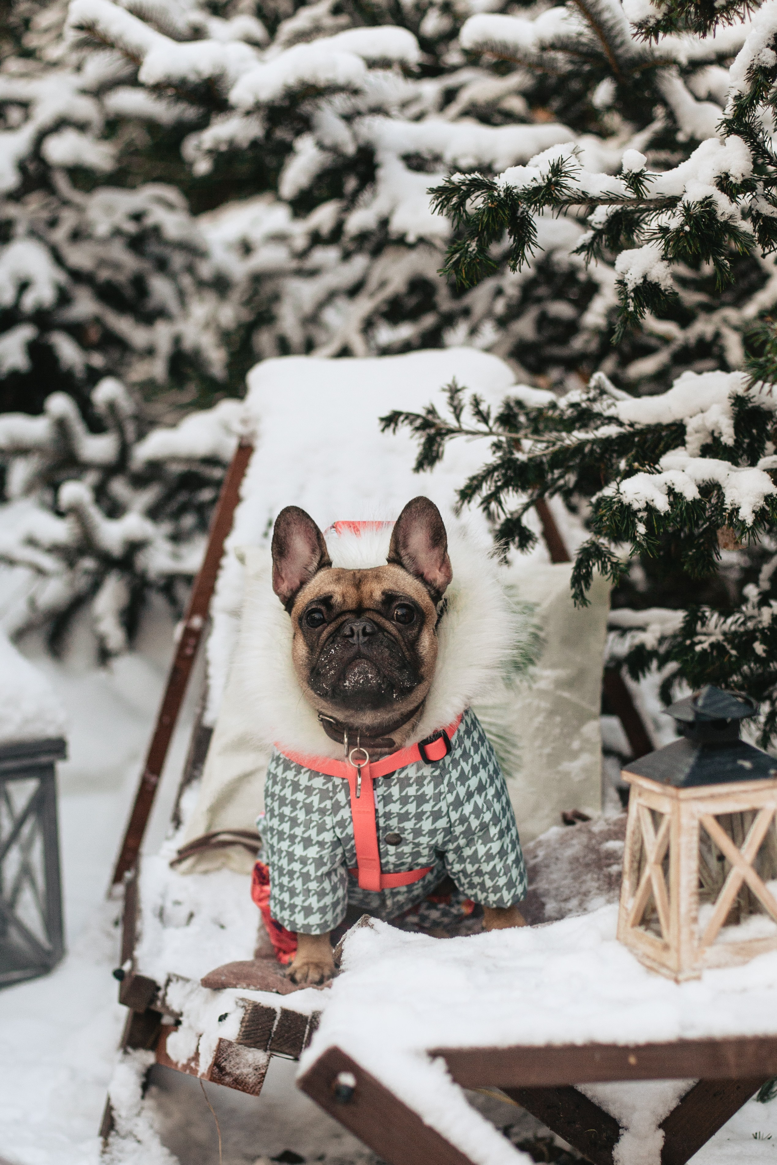 Зингер дача. Фотограф-анималист Татьяна Степанова
