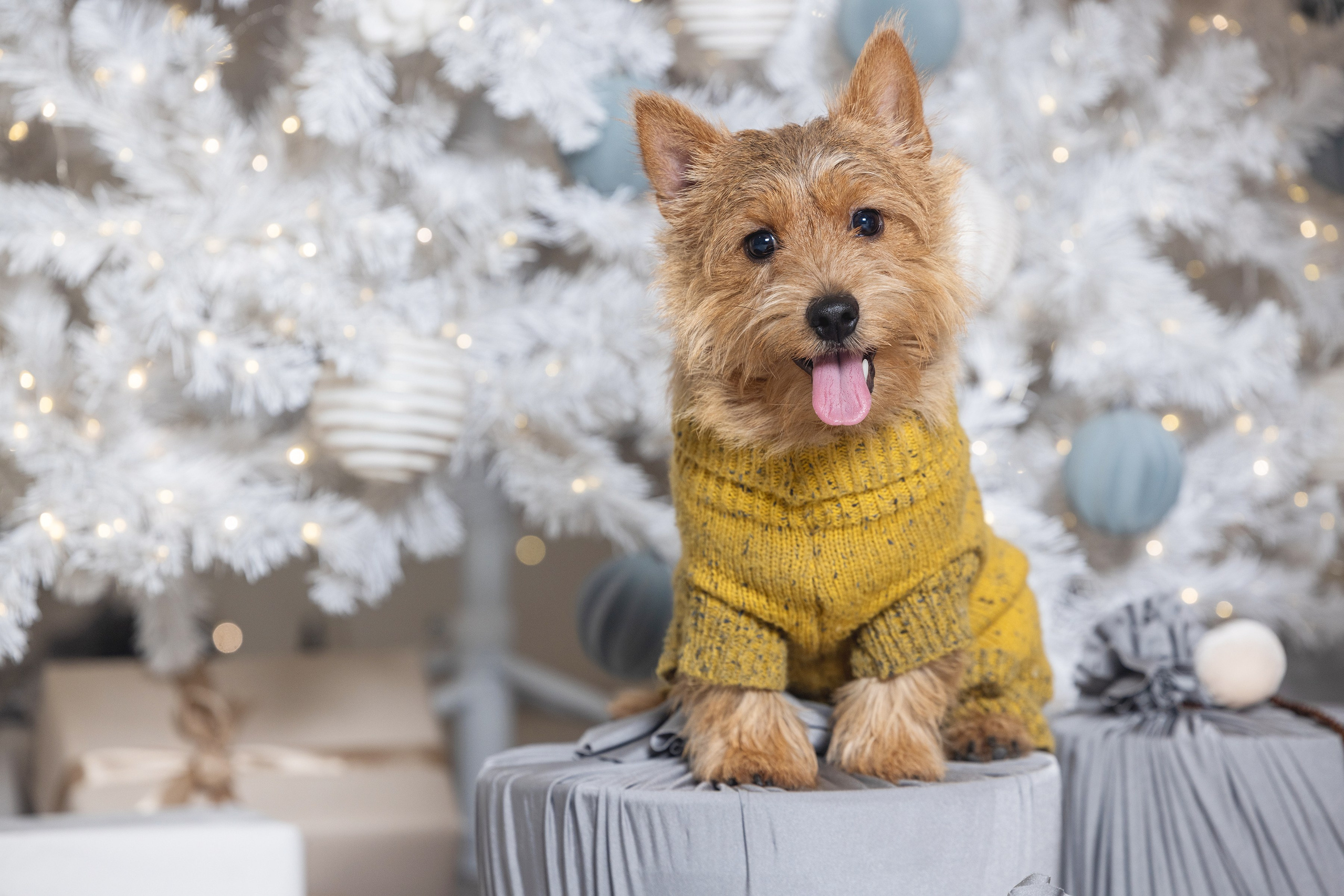 Фотограф Алена Звездина