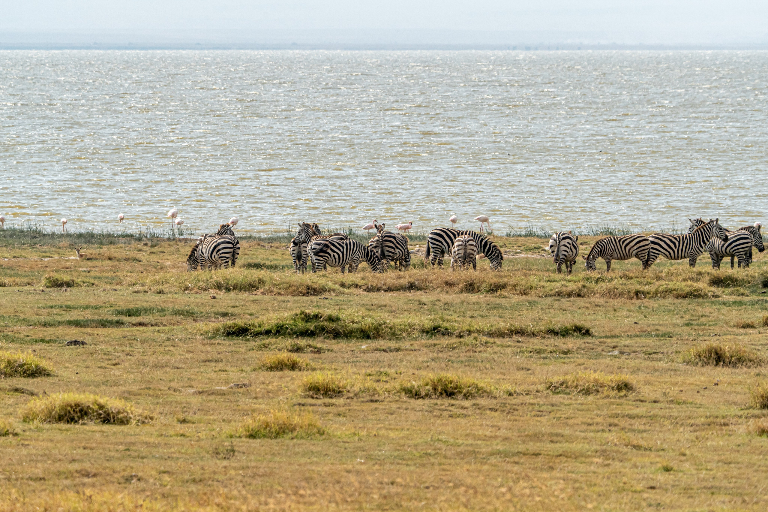 Танзания, сафари, 2025. Творческие сьемки
