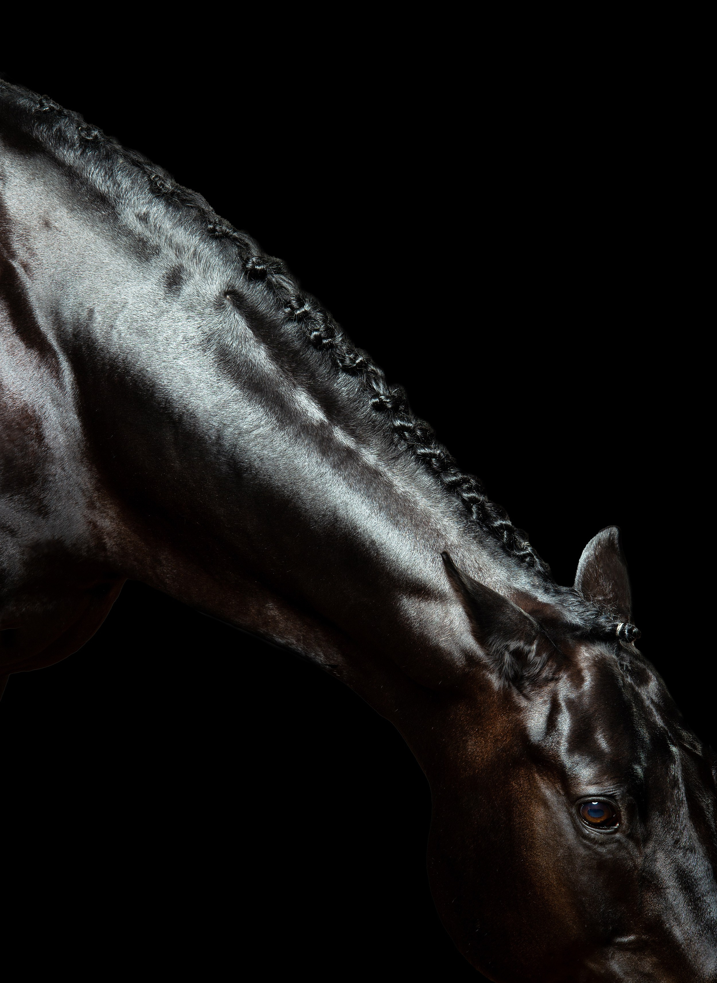 HORSES. LUMEN DUO Art photography for interiors