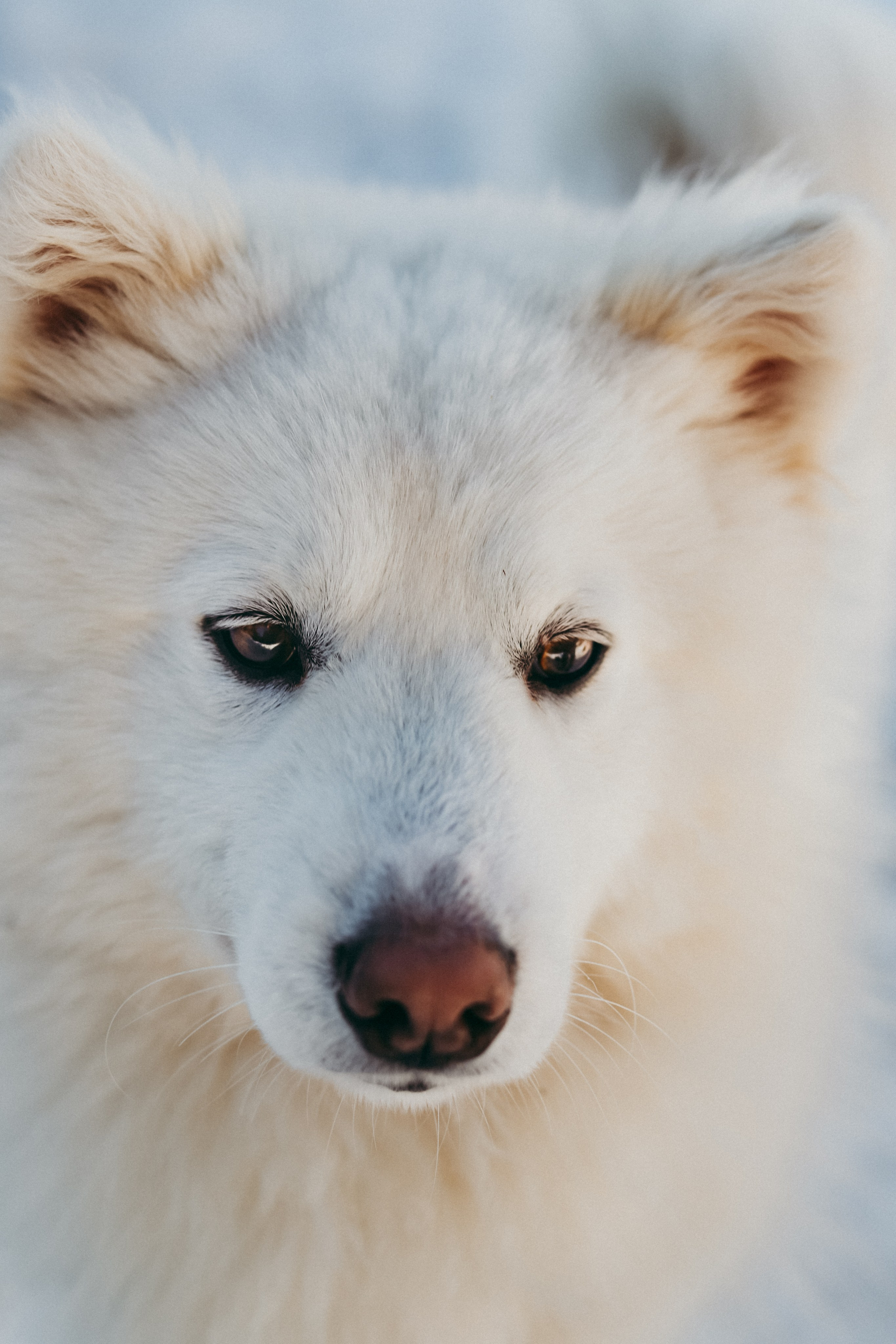 Ферма. Фотограф Москва и Санкт-Петербург