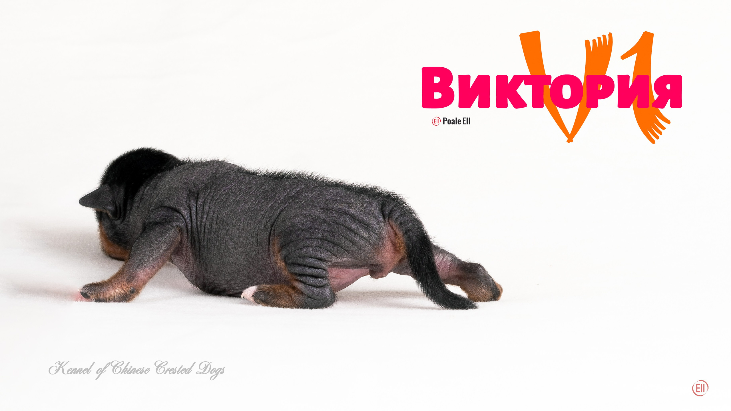 Щенки 3 дня. 21.01.2024. Фотограф в Москве