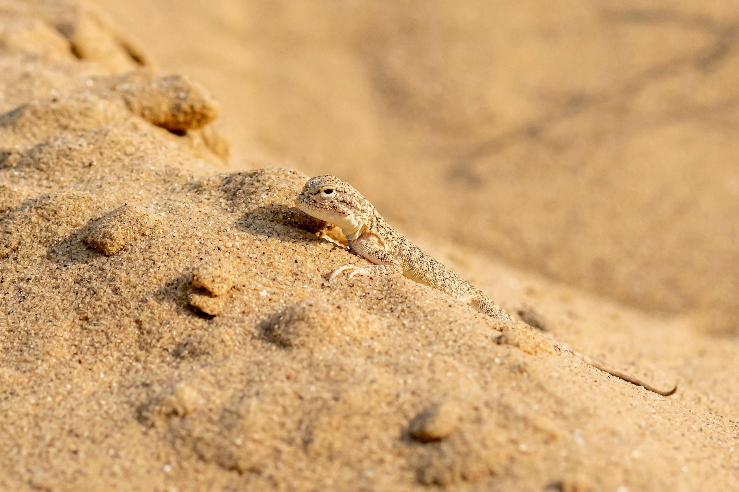 Природа Дагестана, сентябрь 2024. Foto-Zuev фотография как искусство