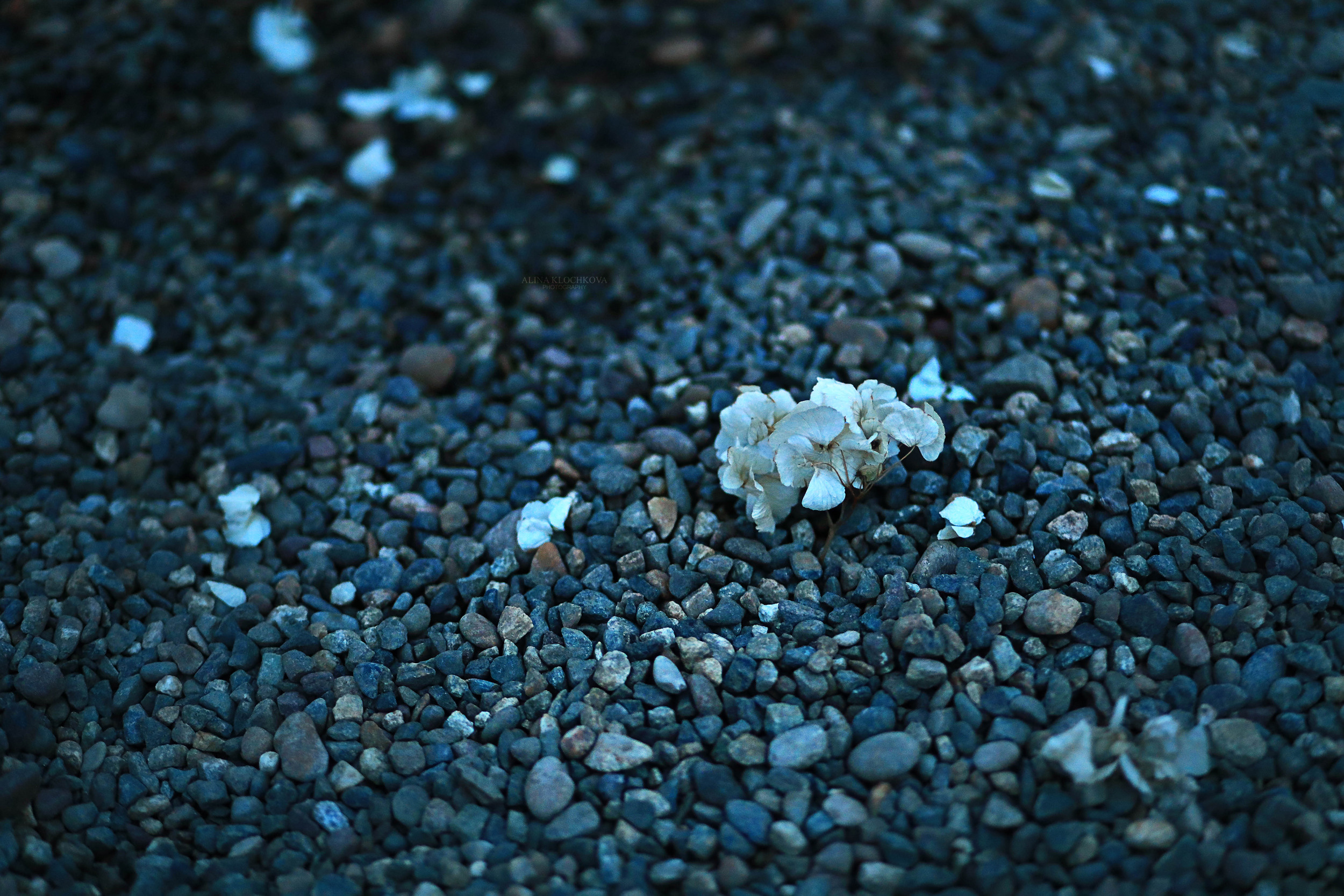 Цветы. Фотограф в Ставрополе Алина Клочкова