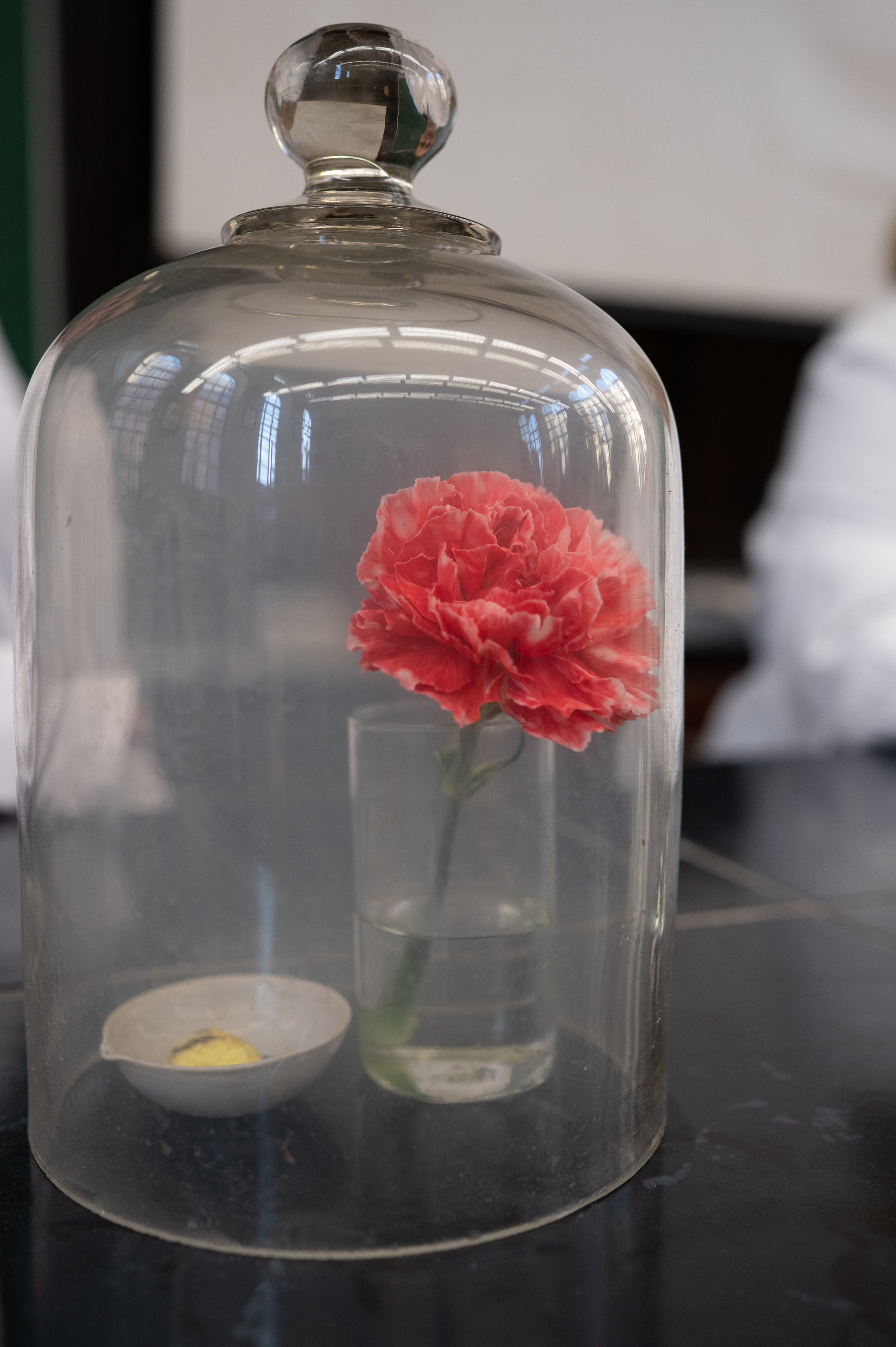 День открытых дверей. Фотограф в Санкт-Петербурге Anna Balashkova