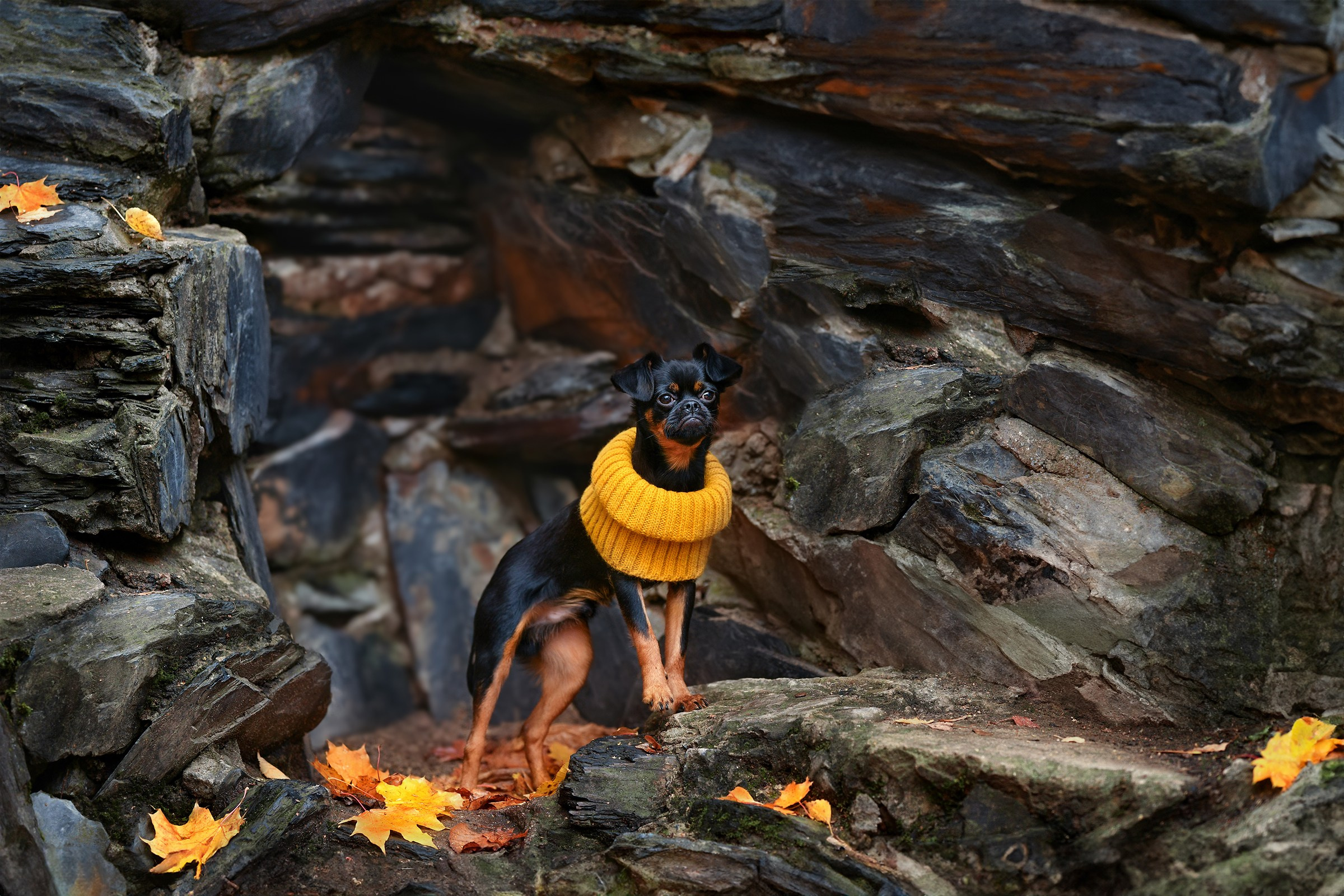 Ваш питомец. Портфолио