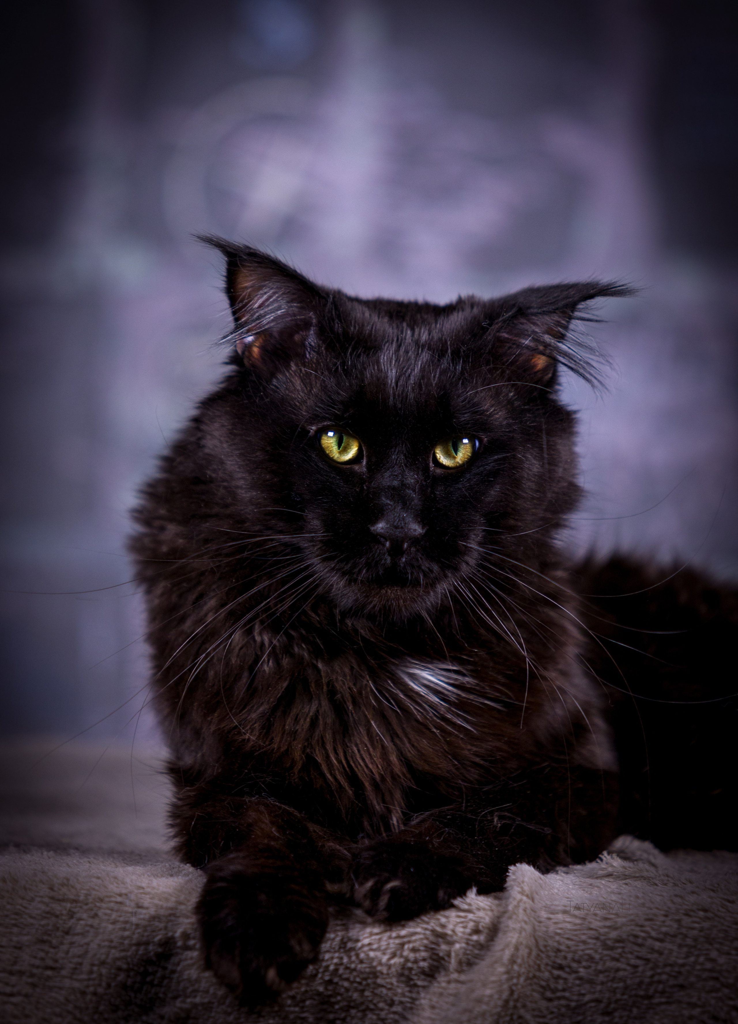 Котята. Фотограф — анималист Татьяна Ли