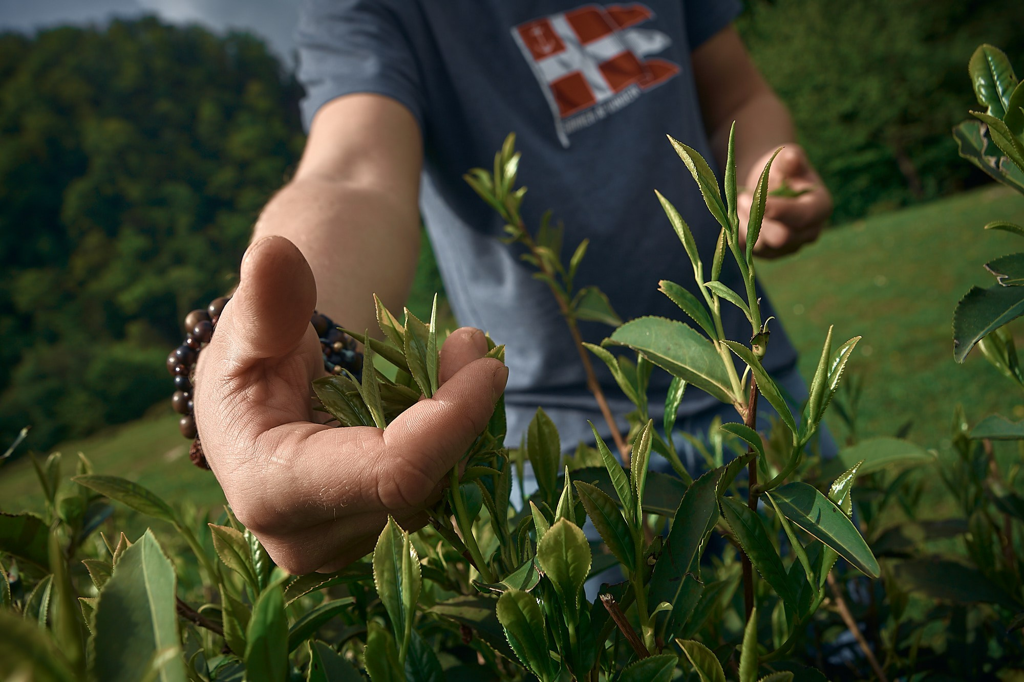 Краснодарский чай. Фотограф и оператор мероприятий, концертов и портретов в городе Москва