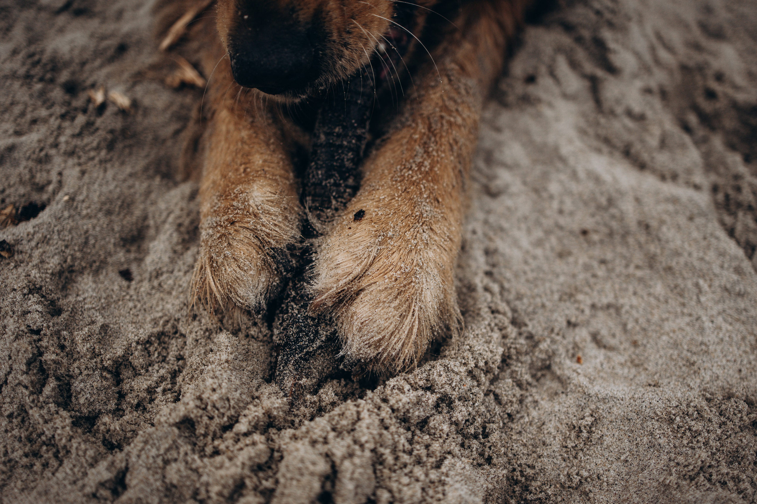 Юля и Максик. Фотограф — Анималист | Санкт-Петербург
