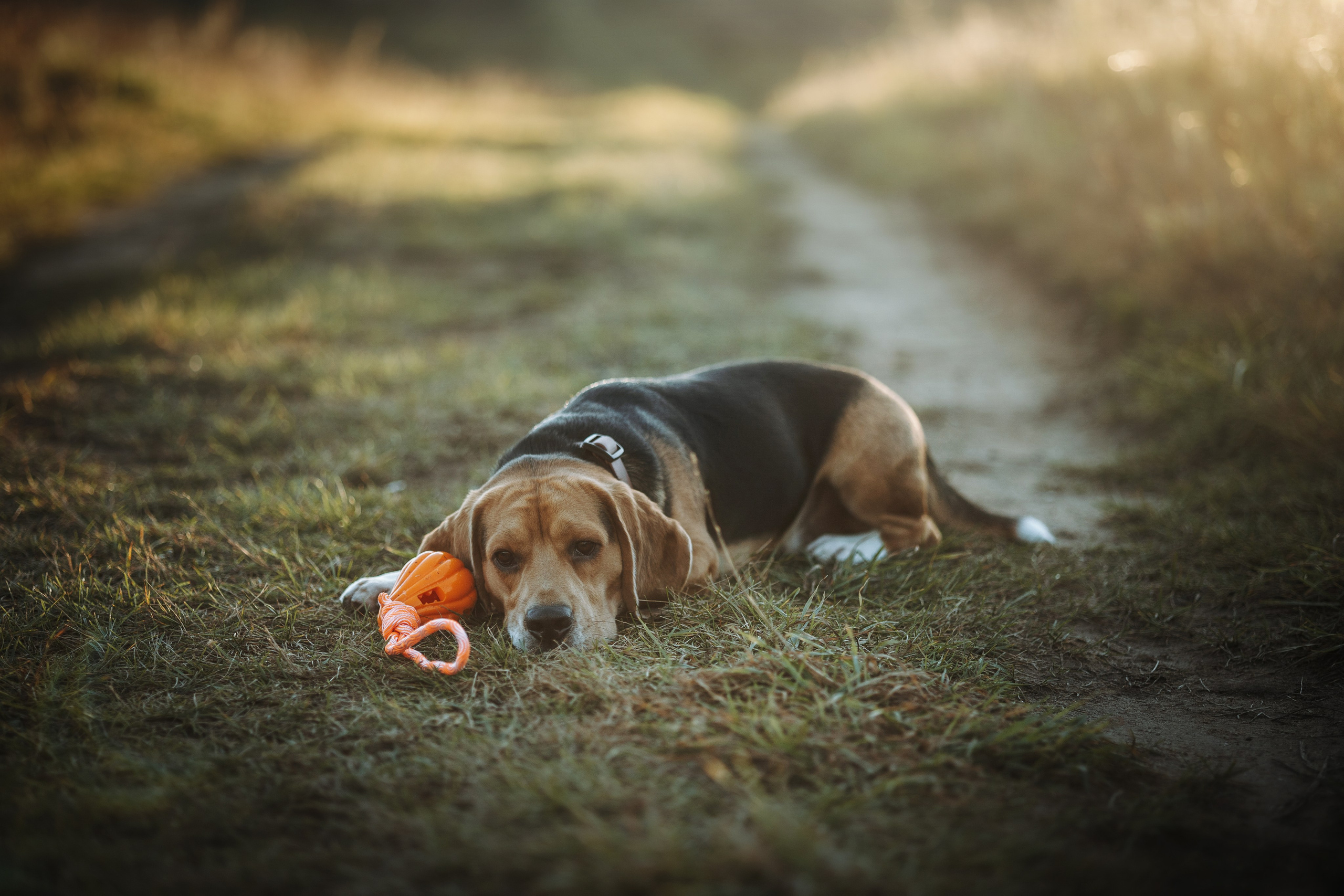 Оуджи и его семья. Фотограф — Анималист | Санкт-Петербург