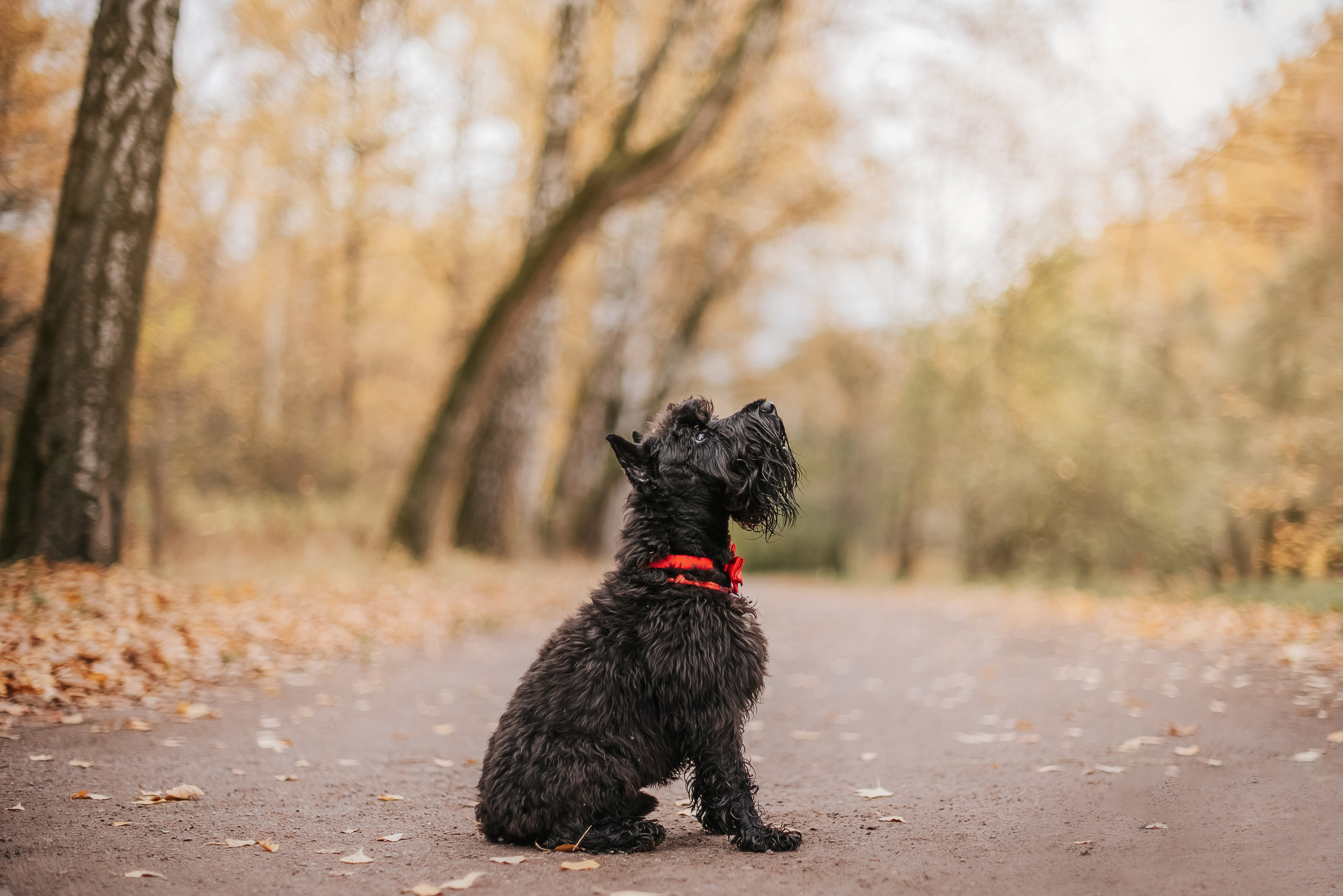 Фотограф-анималист Валерия, Москва, Мытищи