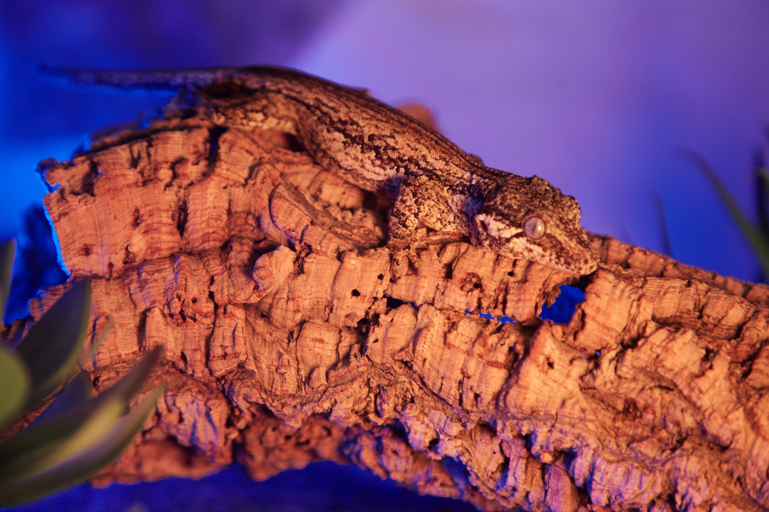 Фотосъёмка ящерицы рядом с растениями и подсветкой.