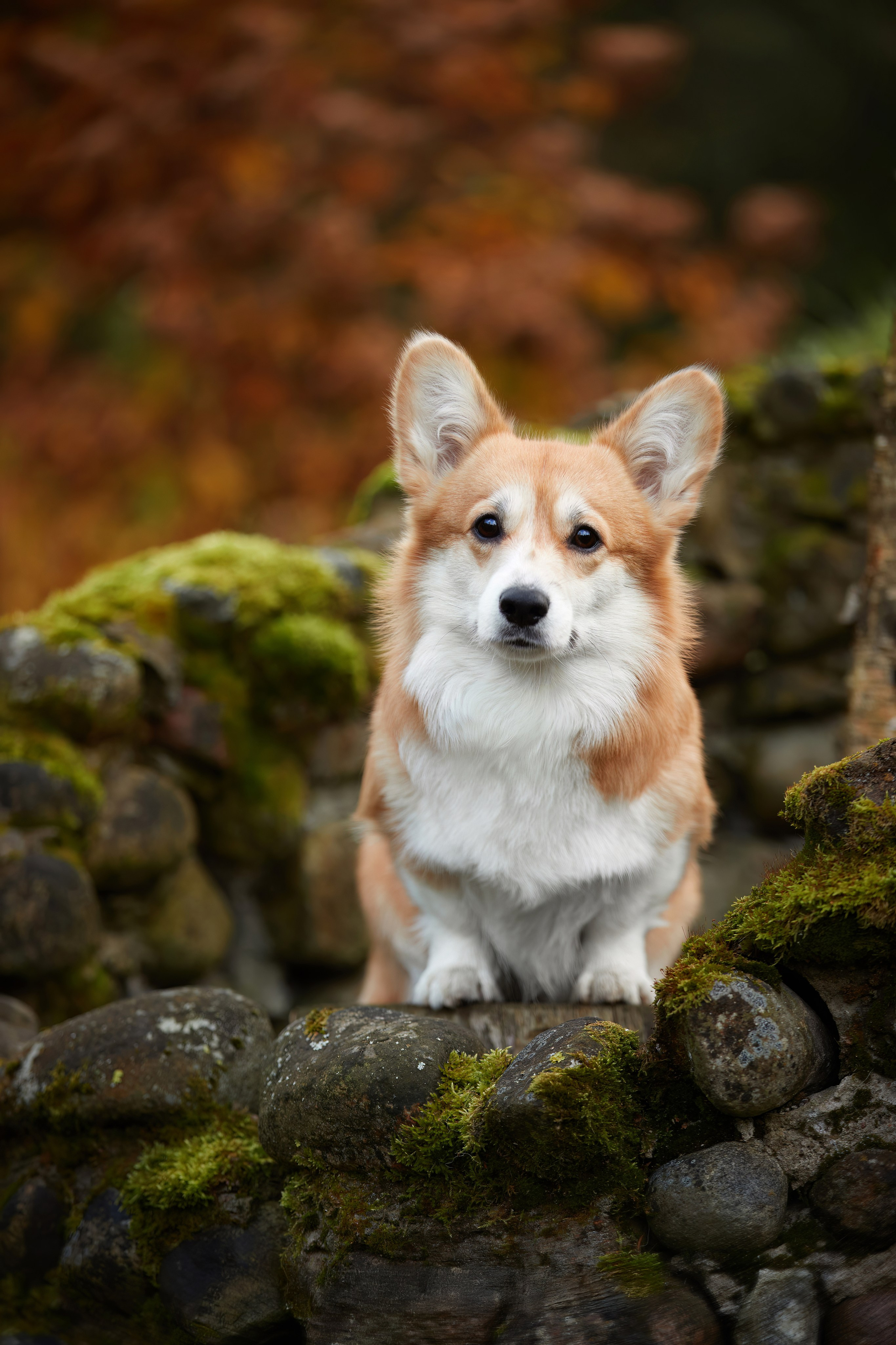БЛОГ. ФОТОГРАФ-АНИМАЛИСТ l LANA POLYAKOVA