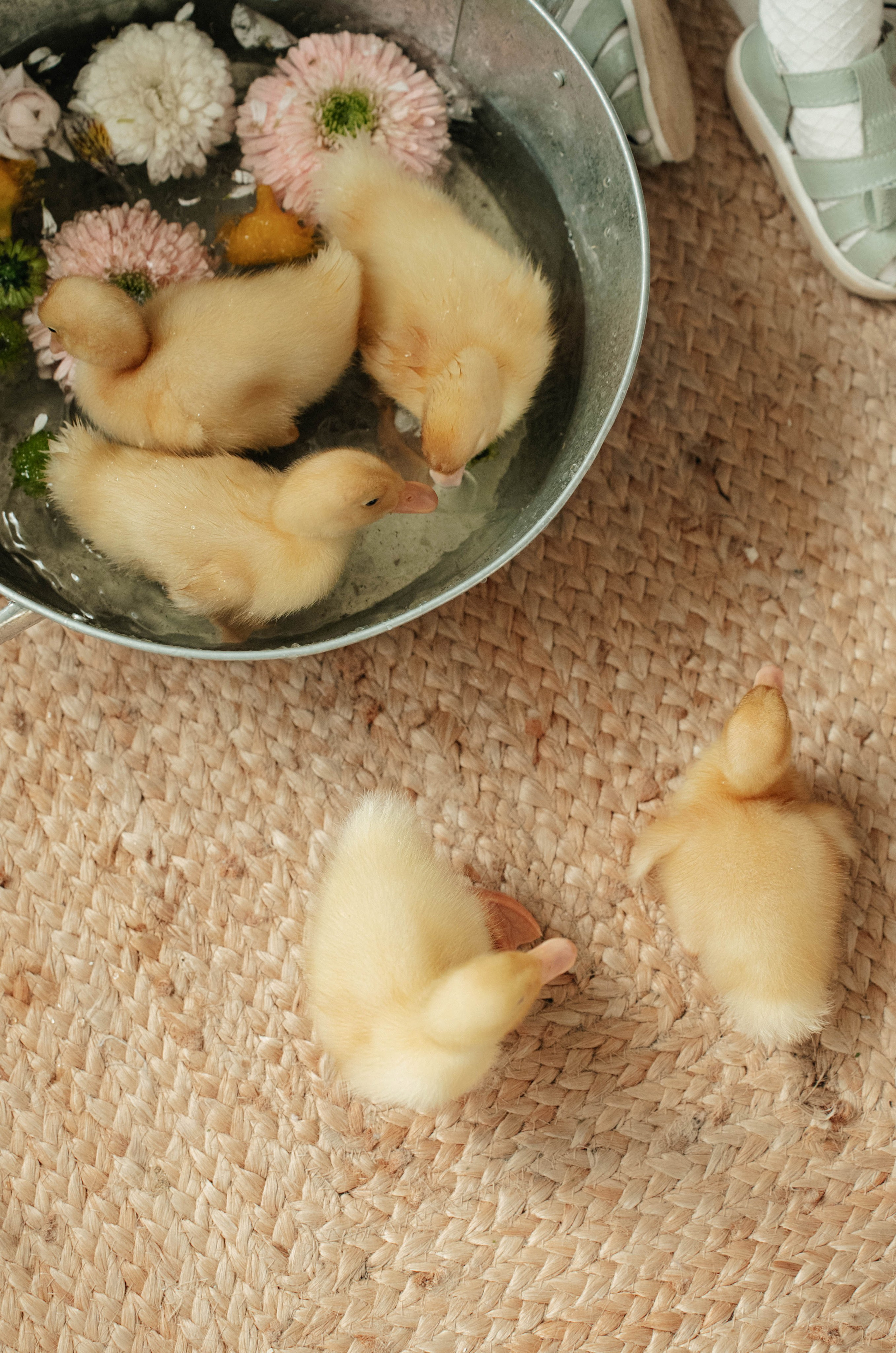 Утята). Свадебный фотограф Москва Александра Аверкова