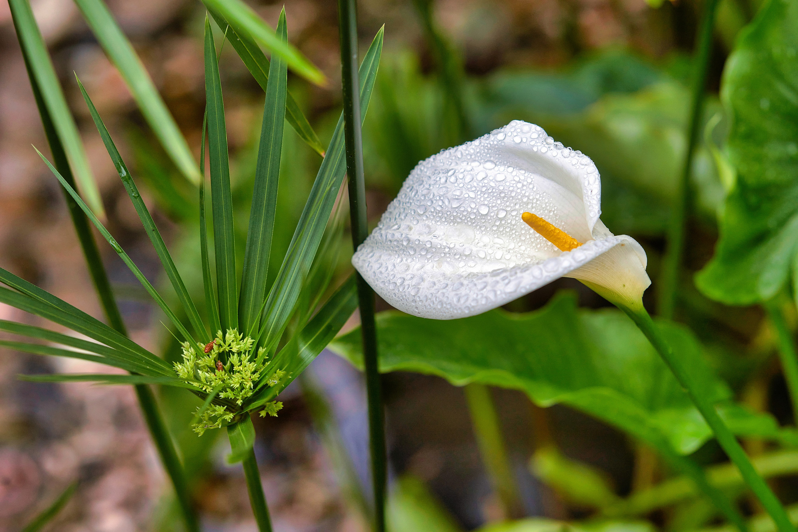 Сочи. Чёрное море. Фотограф Владимир Артамонов