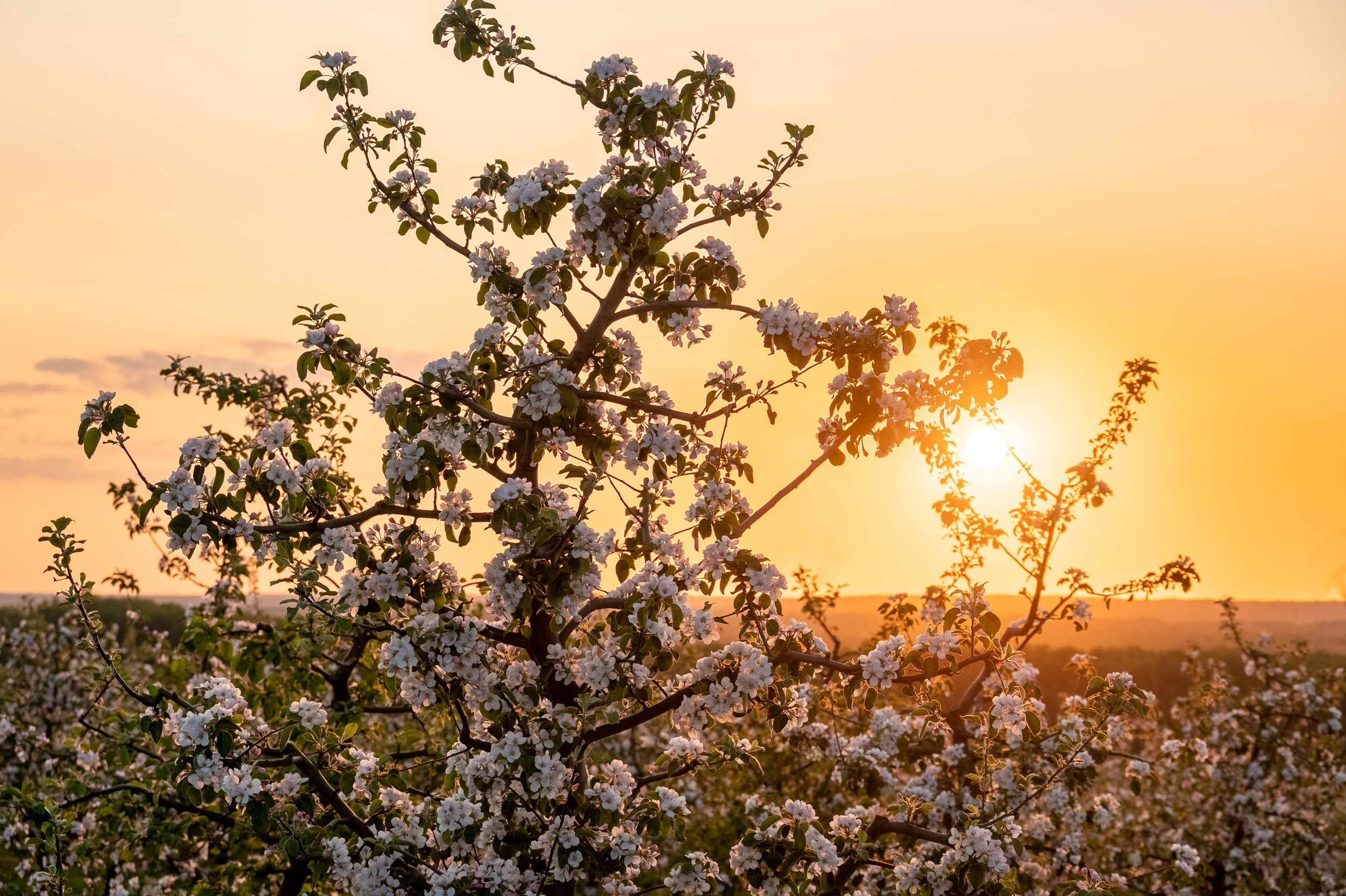 Яблоневые сады, Крапивна. Фотограф и видеооператор в Туле | Даниил Рыбак