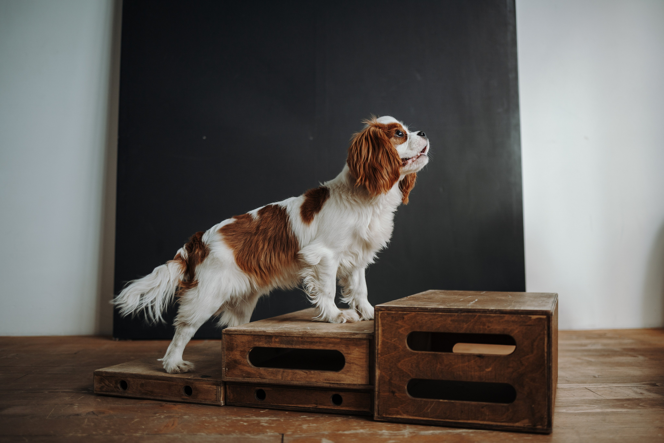 Плуто и его семья. Фотограф — Анималист | Санкт-Петербург