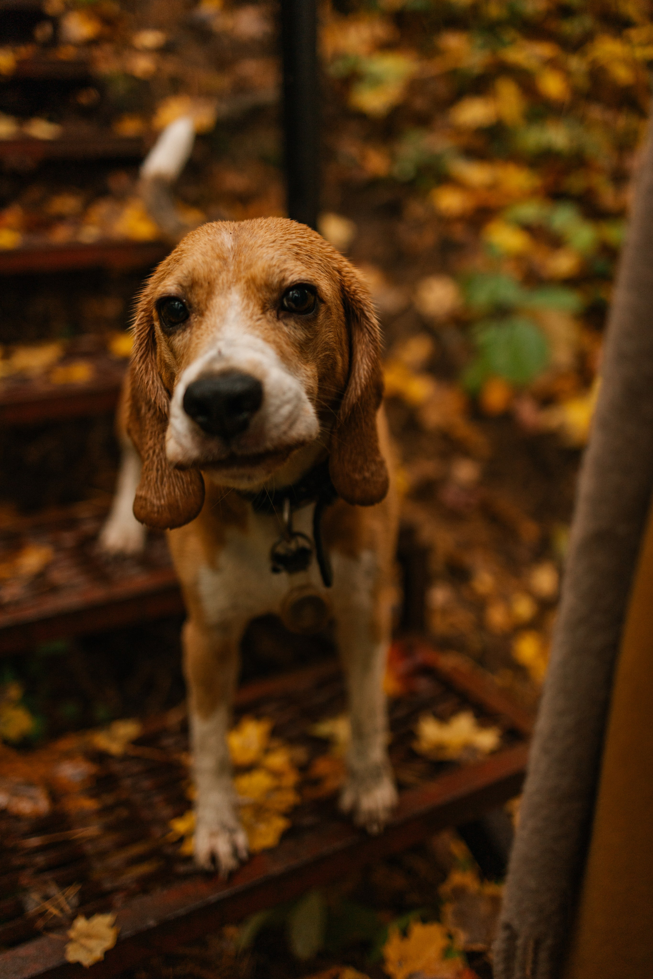 Лена и Тайгер. Фотограф — Анималист | Санкт-Петербург