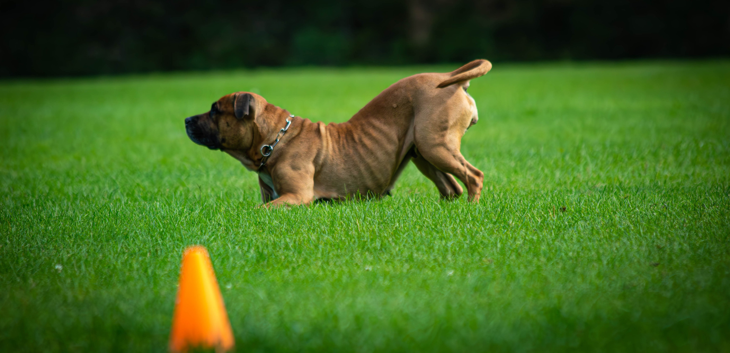 Фотограф анималист репортаж. Фотограф анималист — Тула, Москва