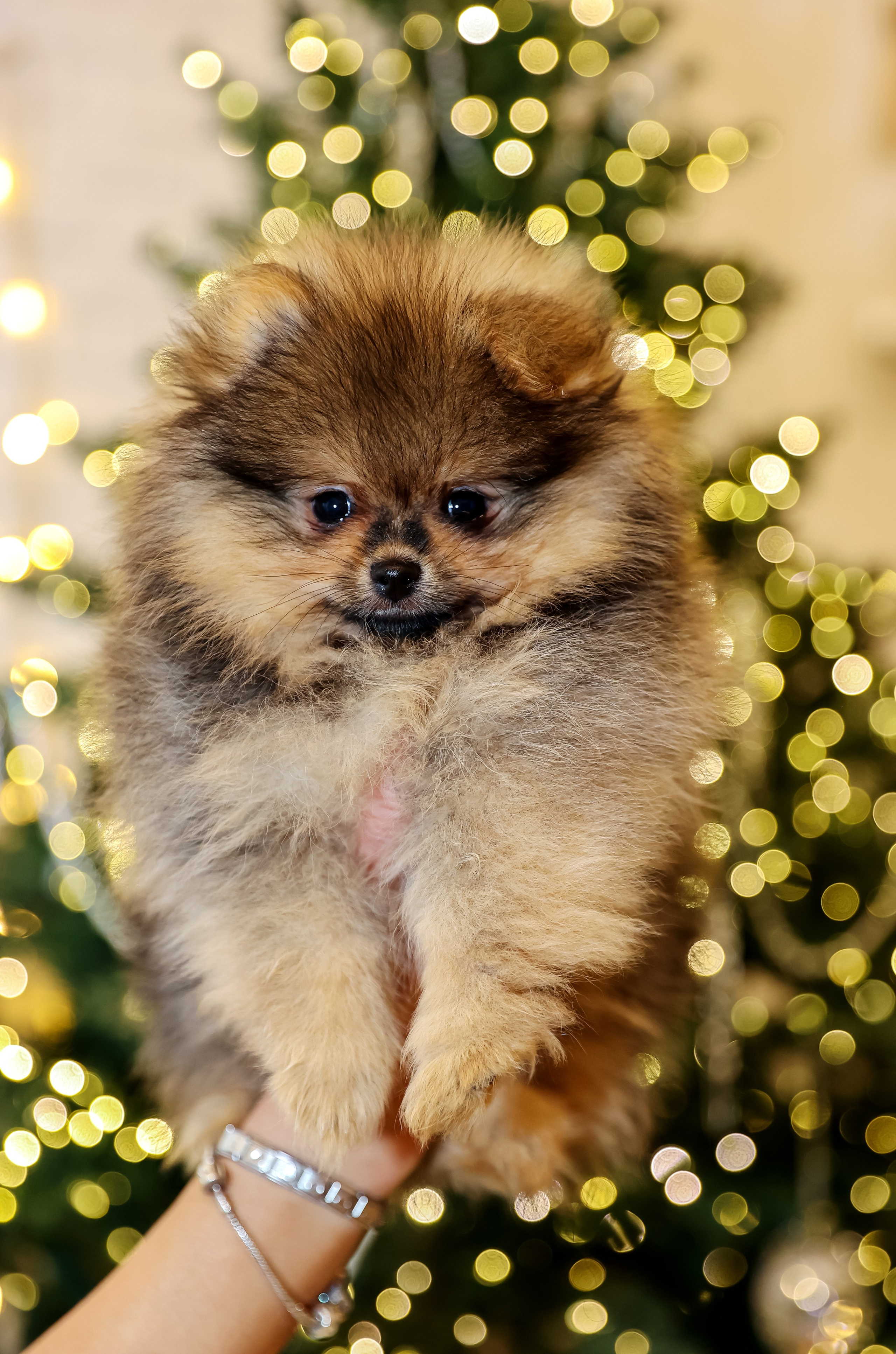 Съемка щенков шпица. Фотограф — Татьяна Кириллова, г. Санкт-Петербург