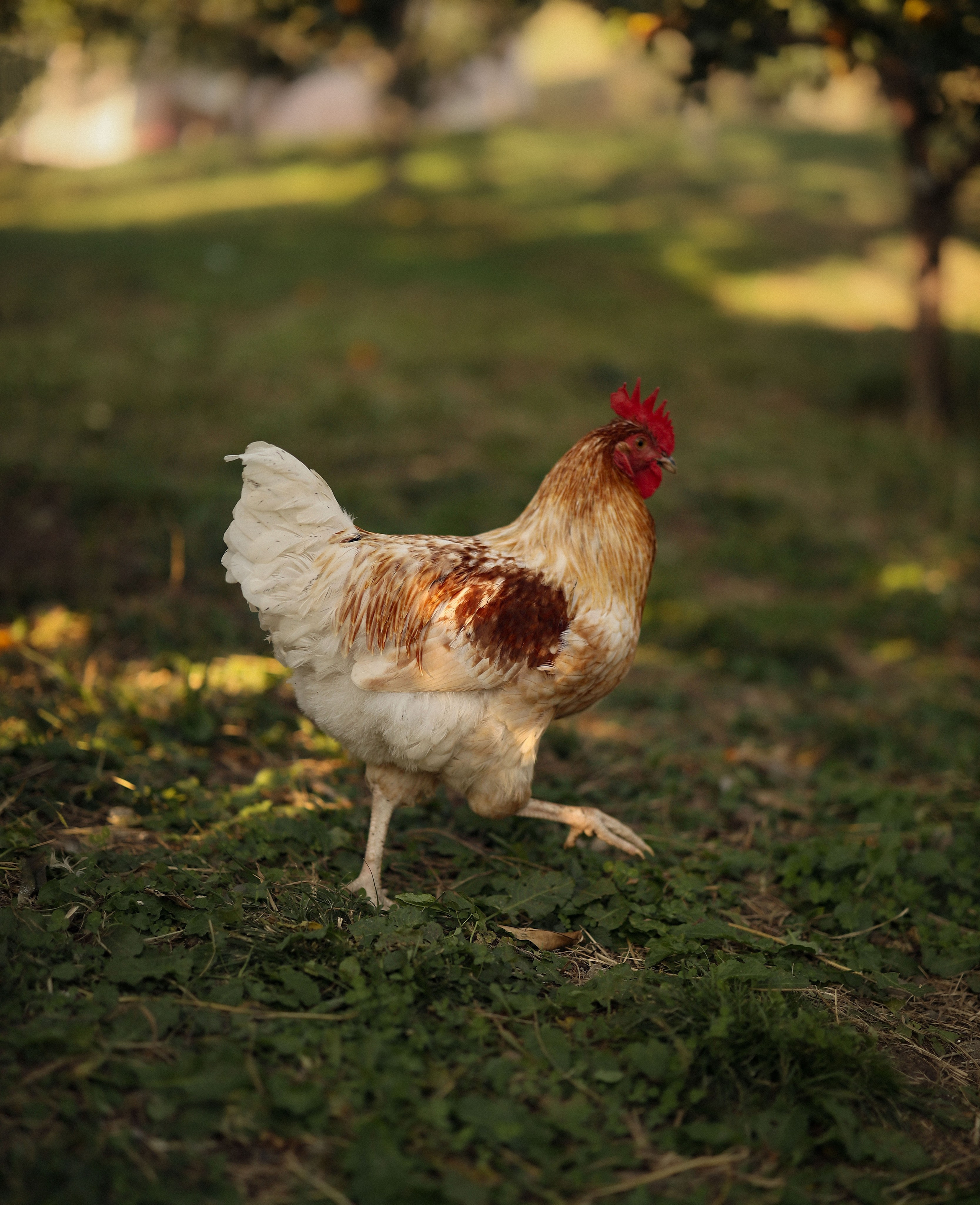 Фотосессия в мандариновом саду для Катерины. Свадебный и семейный фотограф в Абхазии Жанна Соснина
