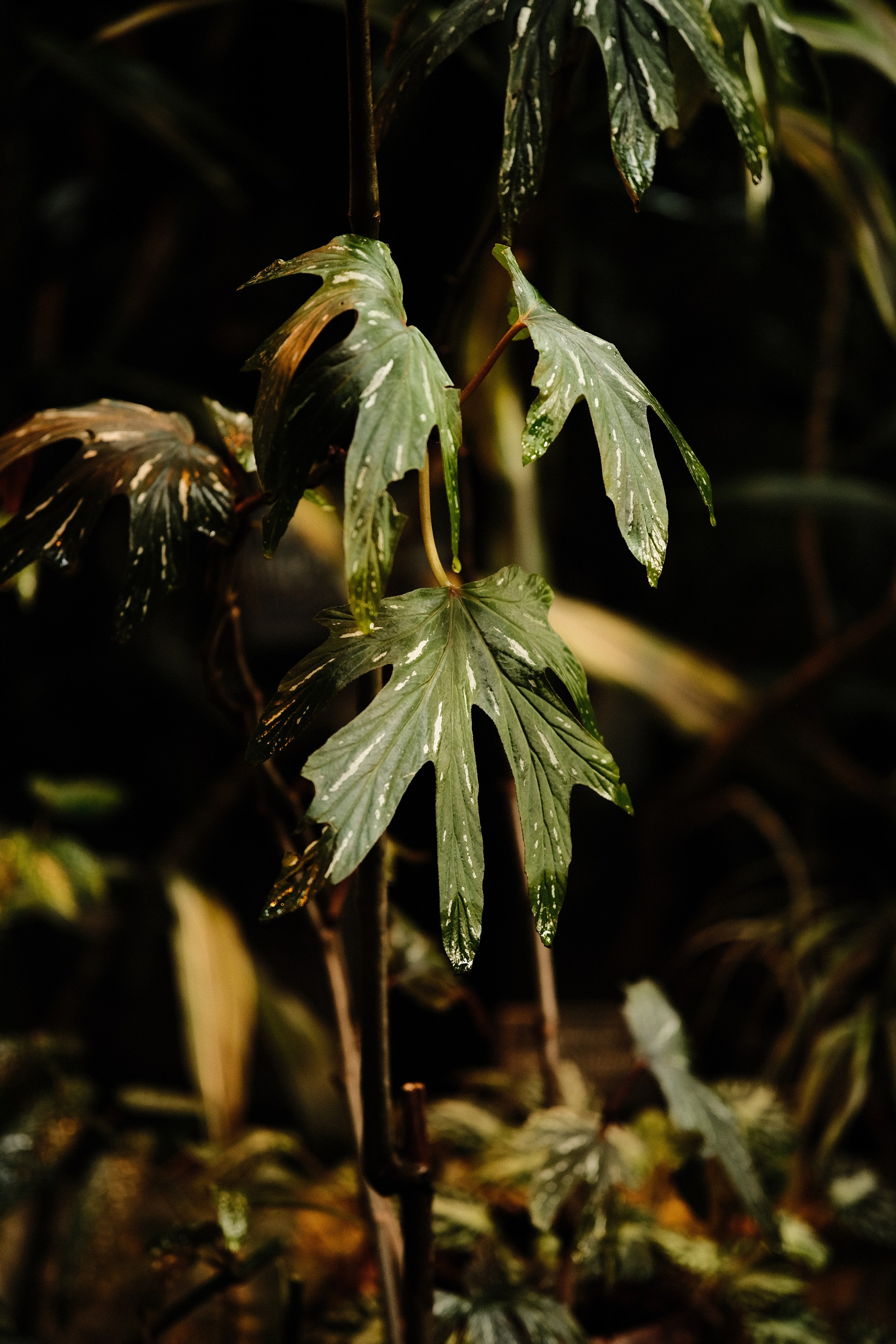 Аптекарский огород. Фотограф-любитель из Кирова Андрей Погребняк