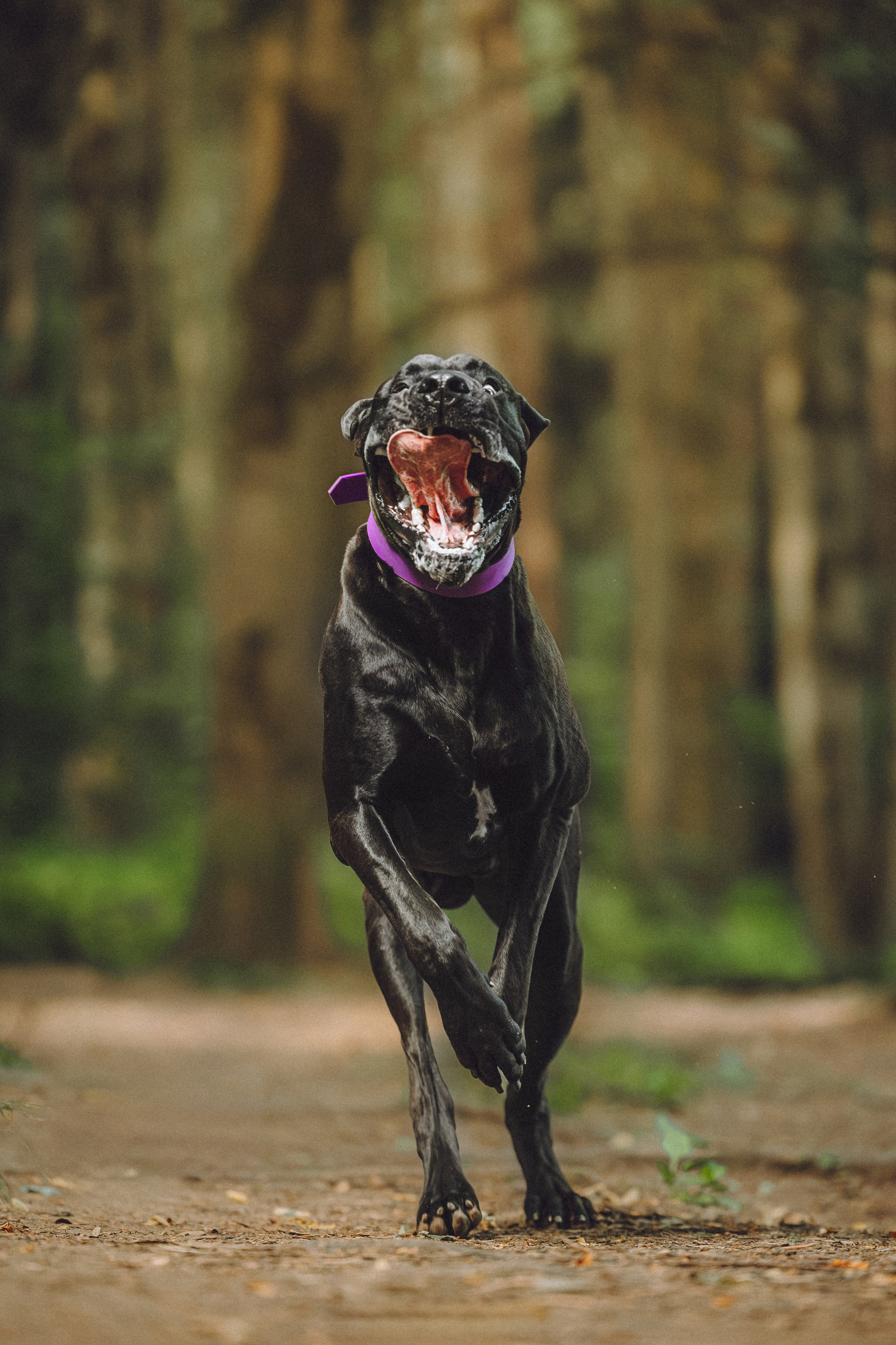 Катя, Андрей, Гектор, Ричи, Тортик и Трой