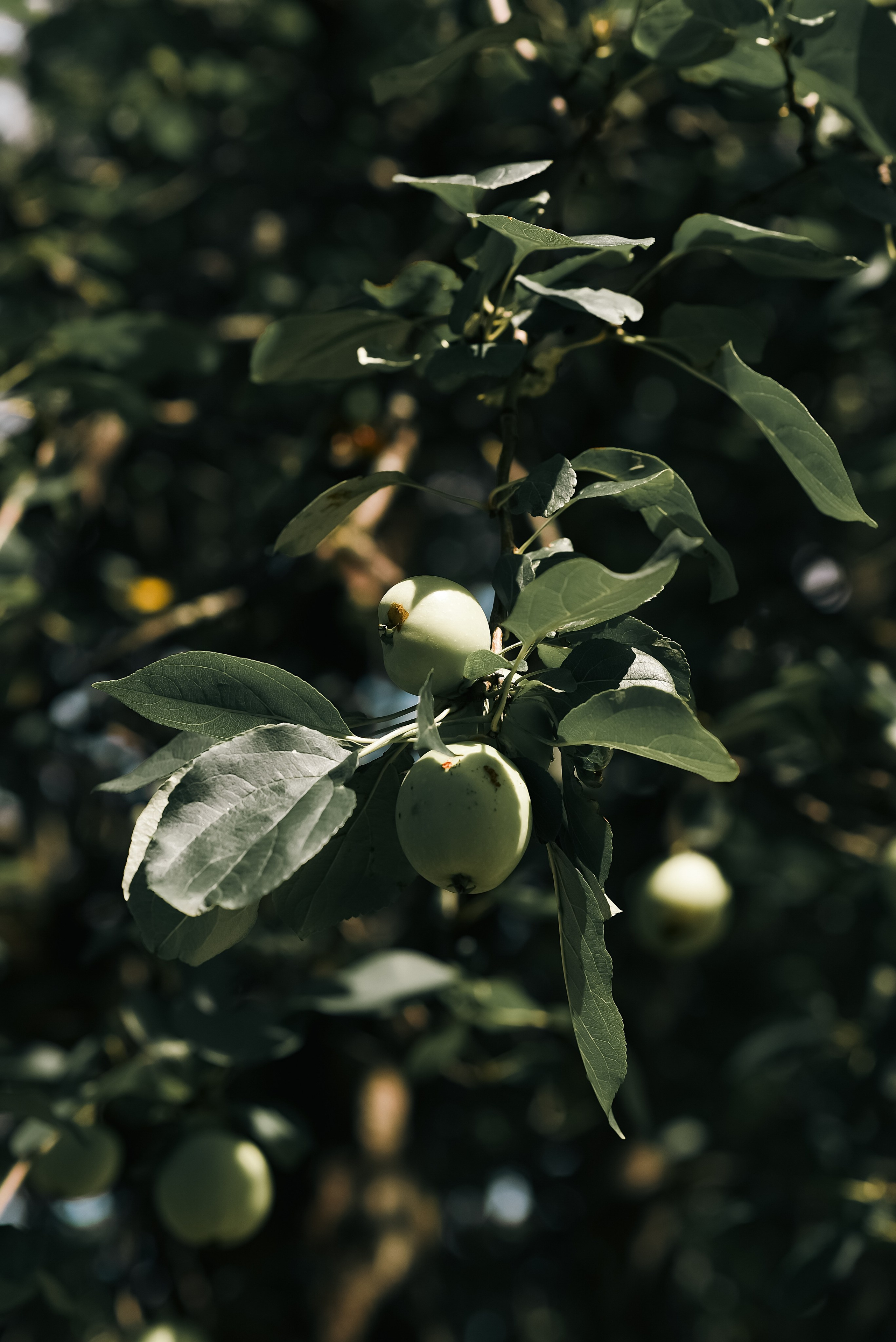Библиотека-читальня имени А. С. Пушкина. Фотограф, визажист. Москва
