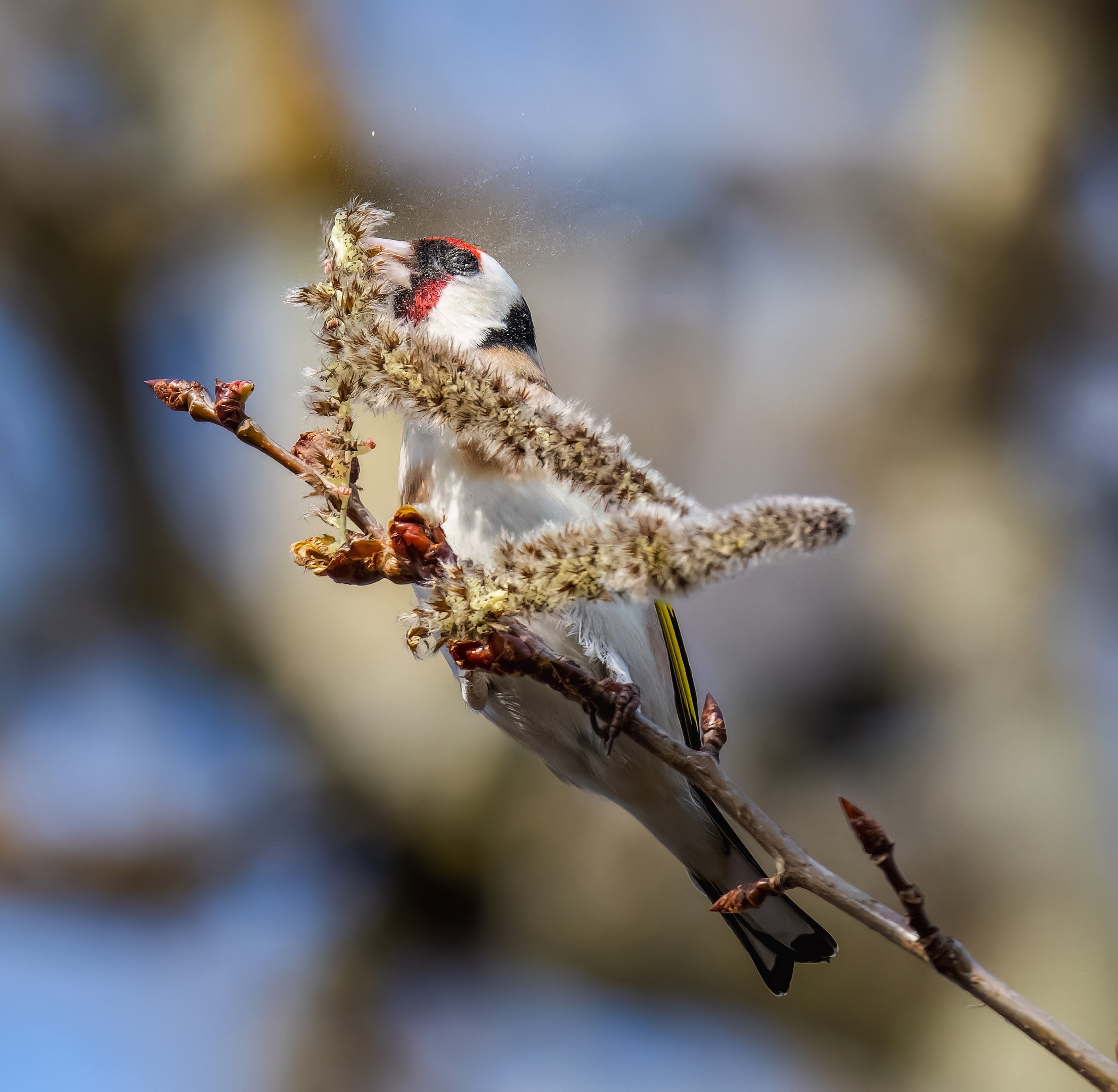 Анималистика. Константин Дем | Фотограф