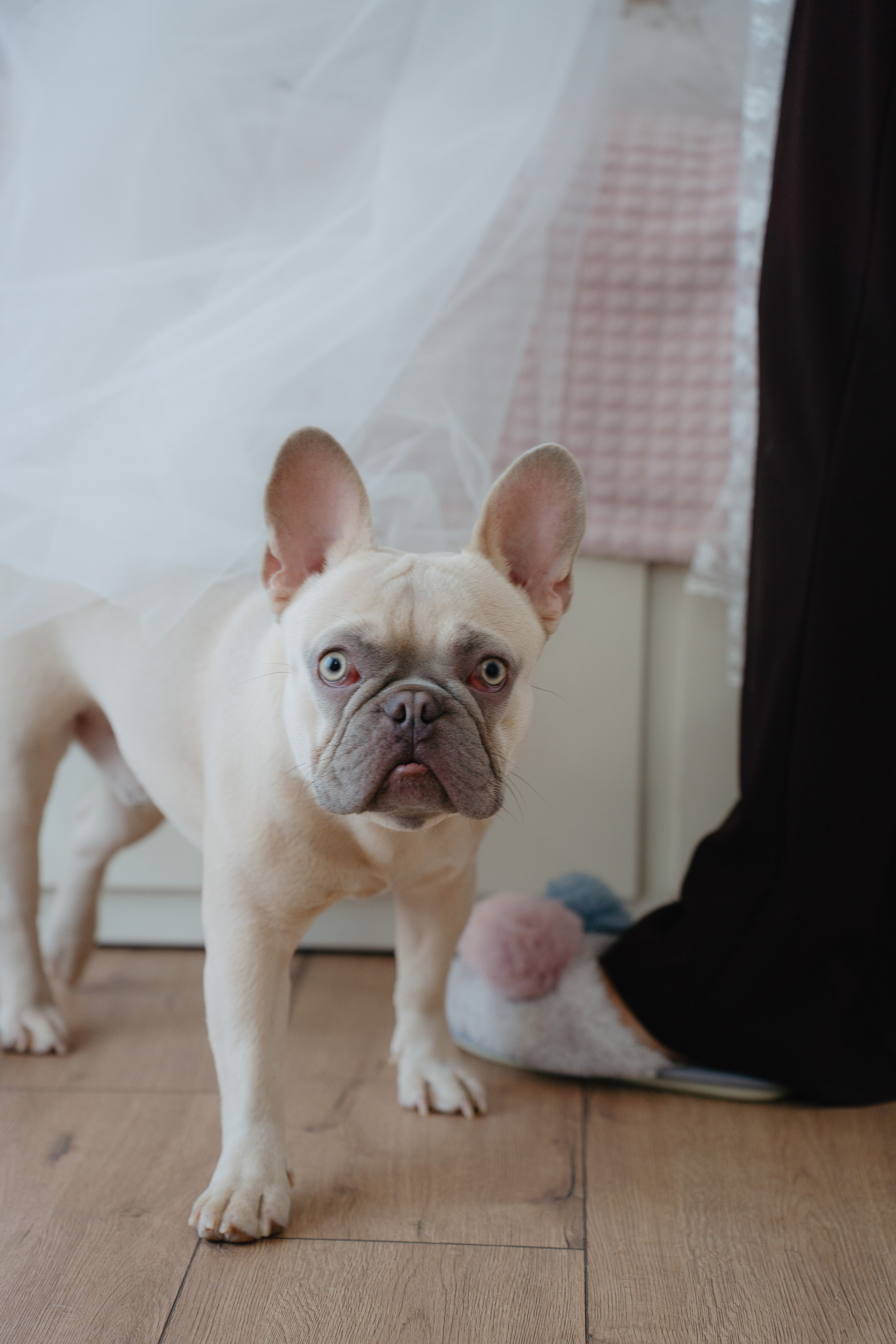 Sefa & Sofia. İrandek. Fotoğrafçı. İzmir