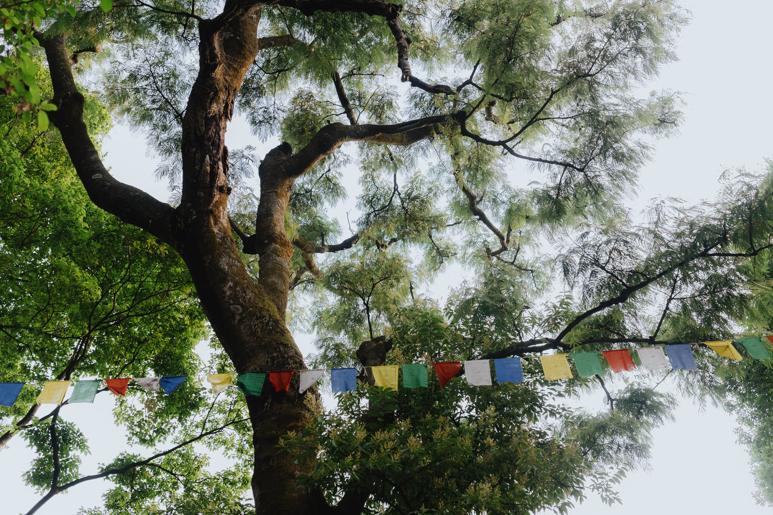 Экскурсия в резиденцию Далай Ламы с Косом и Лу. Фотограф Ольхон/ Индия, Регина