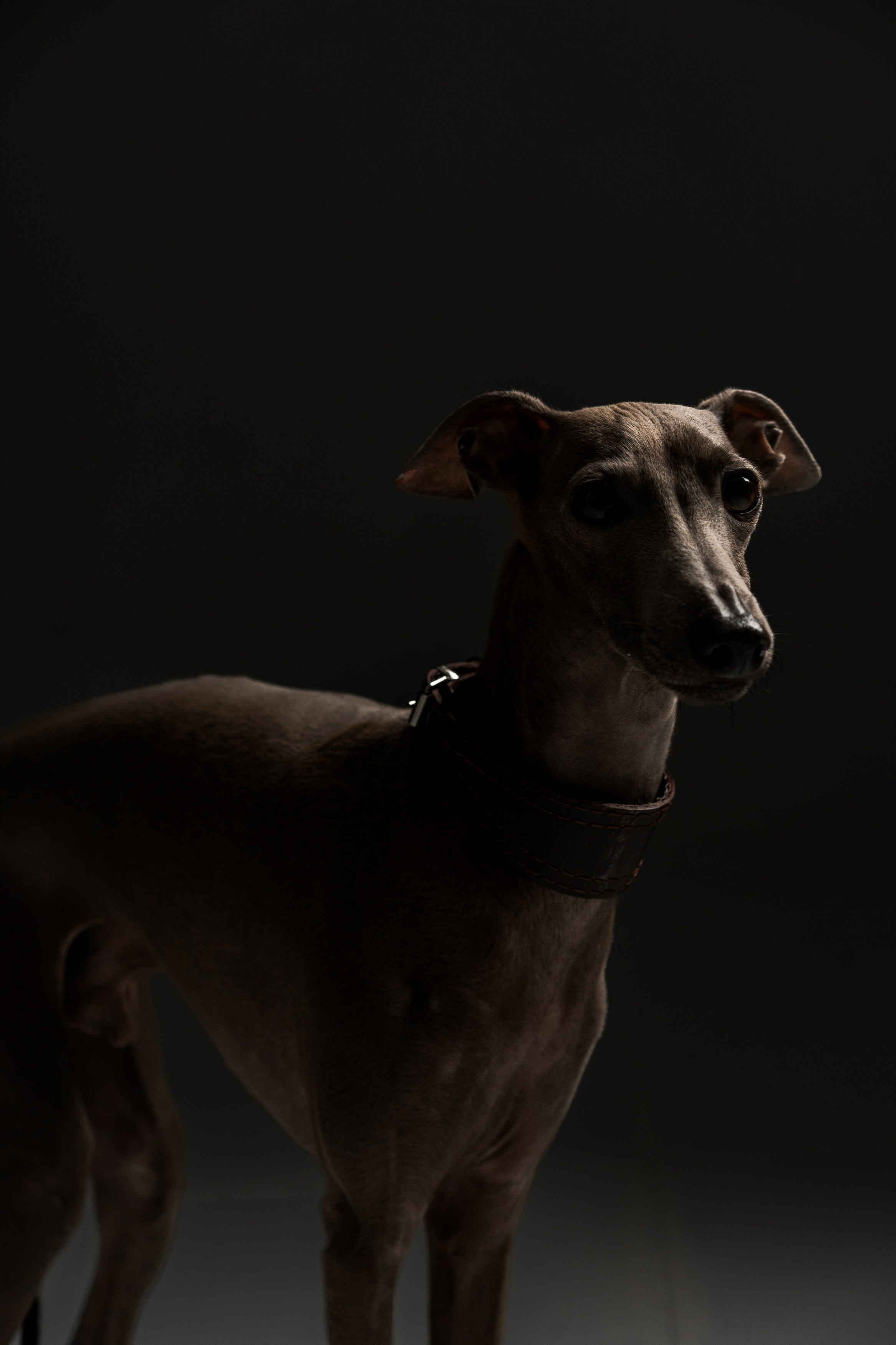 Анимализм. Портретный фотограф Олеся Владимирова в Москве