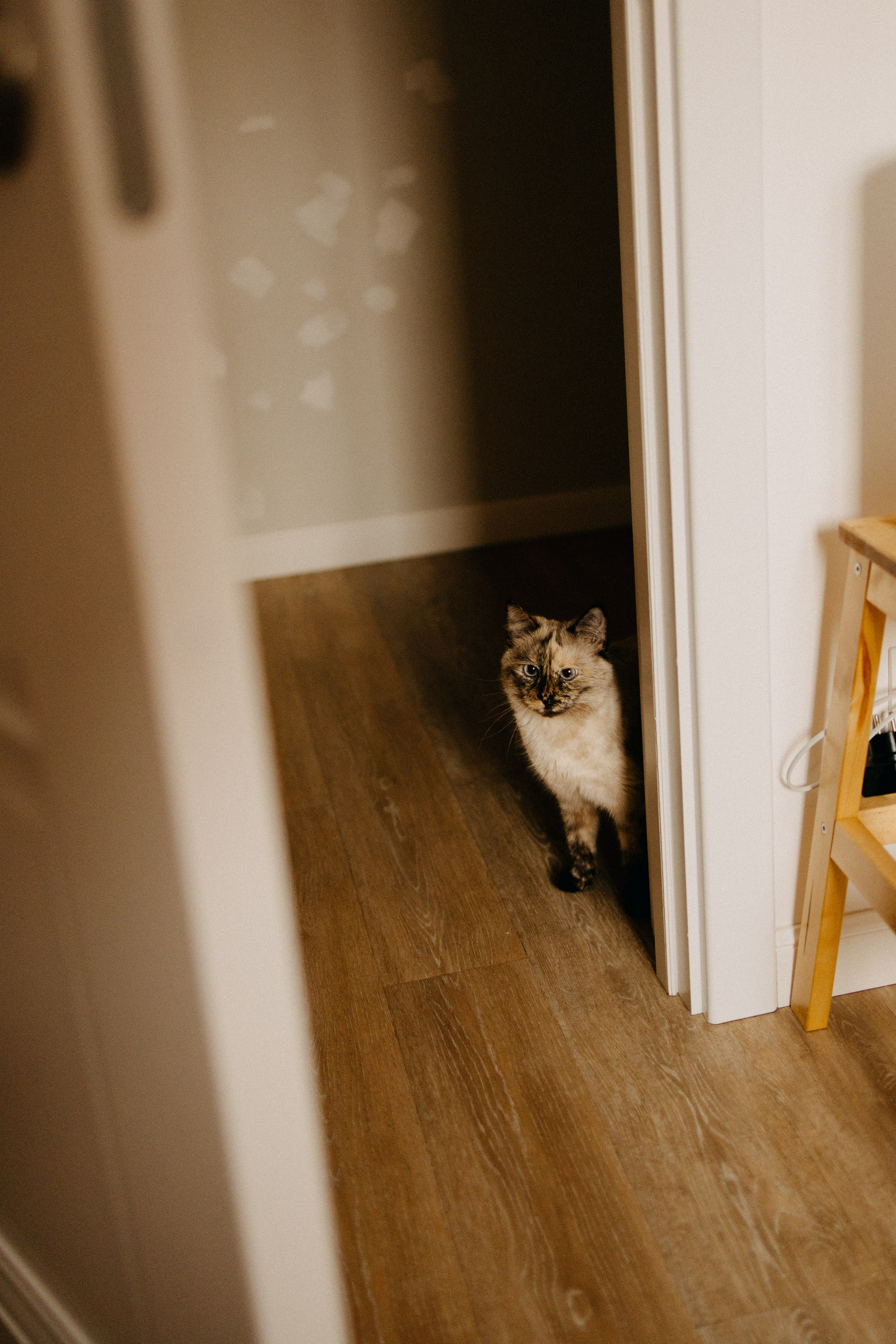 Новогодняя. Фотограф Настя Леонова