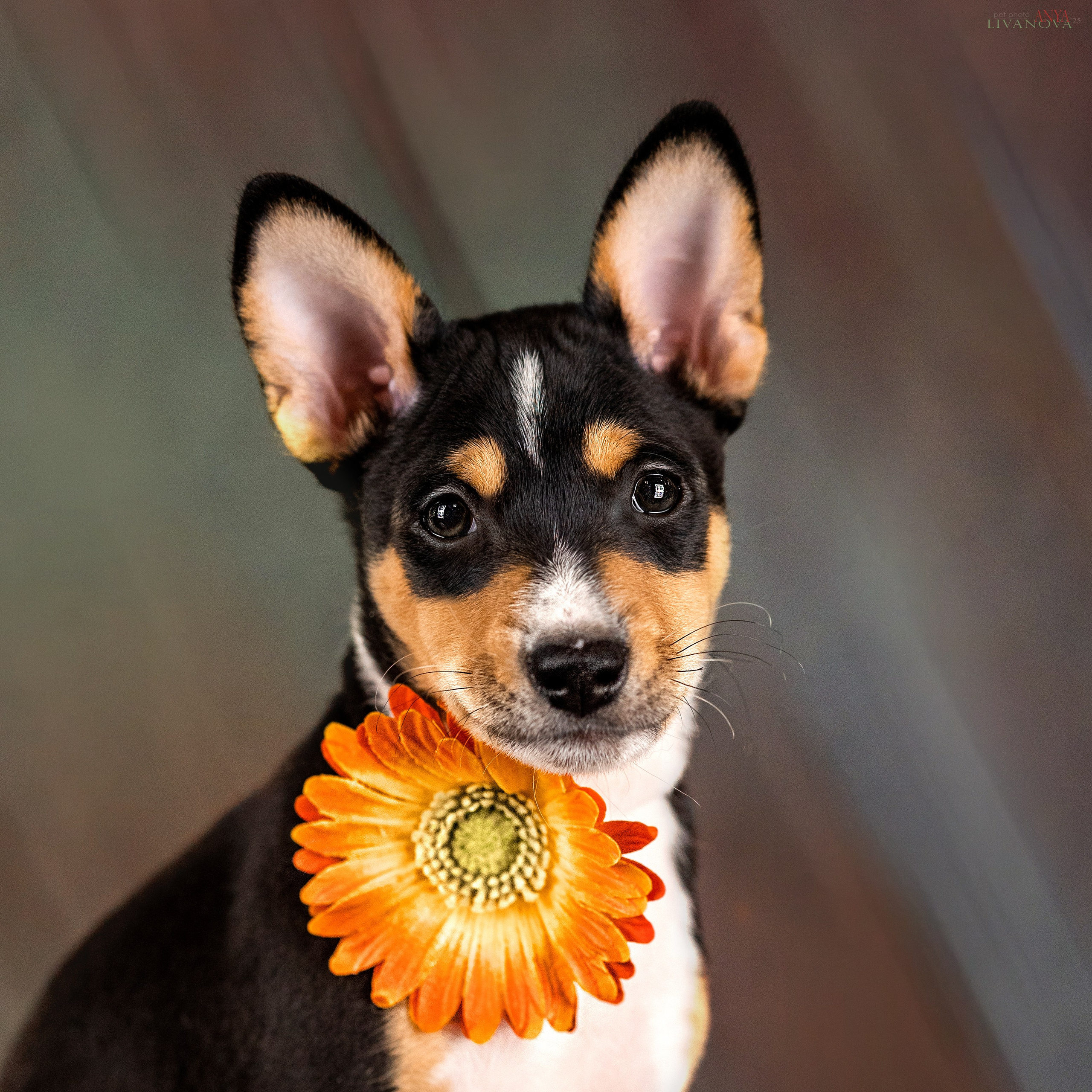 Басенджи. Фотограф анималист Аня Ливанова | Рыбинск
