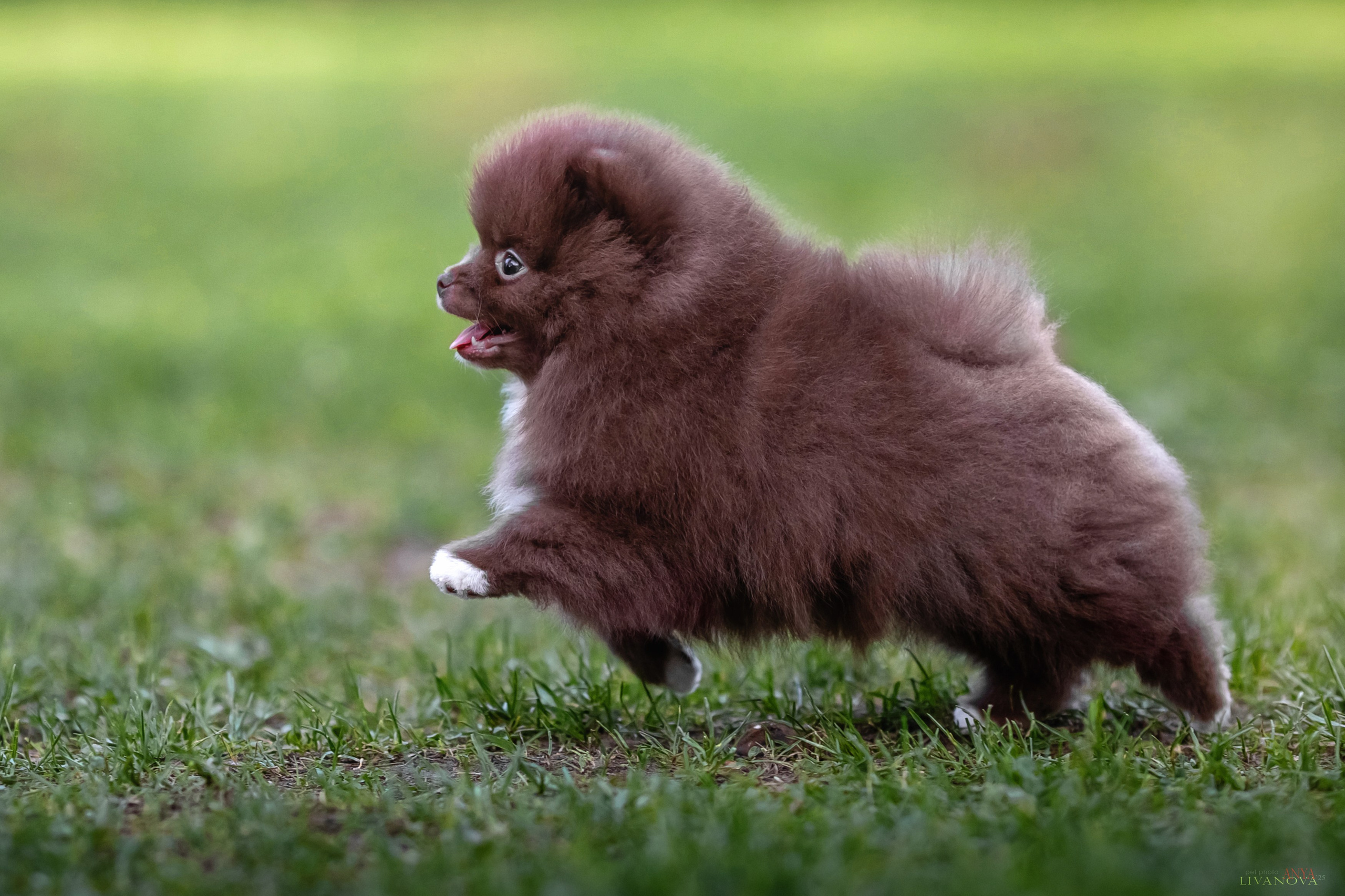 Шпицы. Фотограф анималист Аня Ливанова | Рыбинск