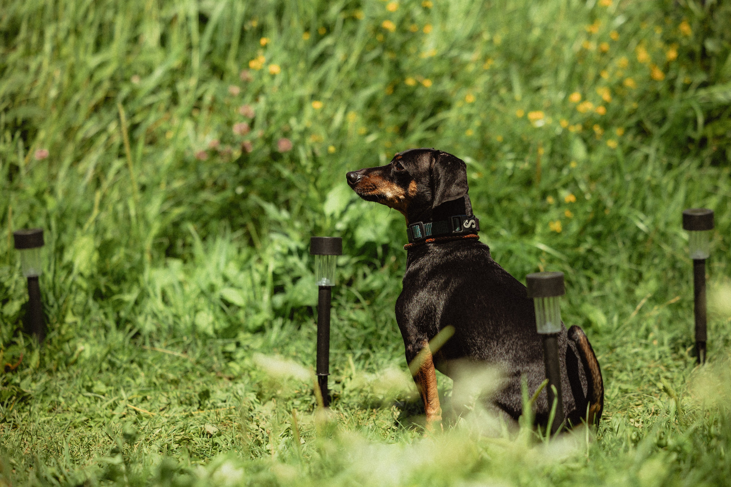Выездной дог-тренинг от школы «Шерсть имею»