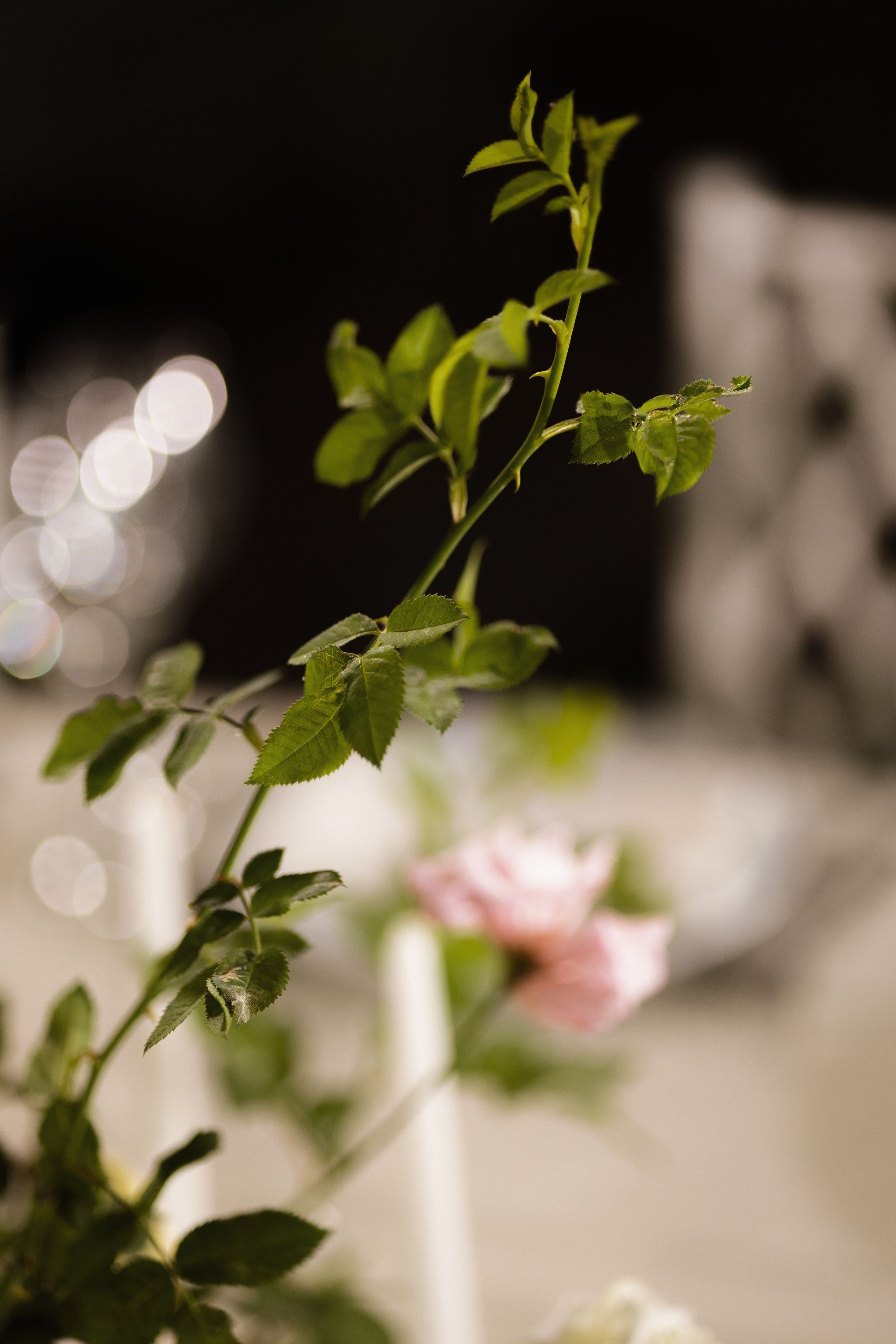 S&E. Свадебный фотограф Лиза Макатович Беларусь Минск