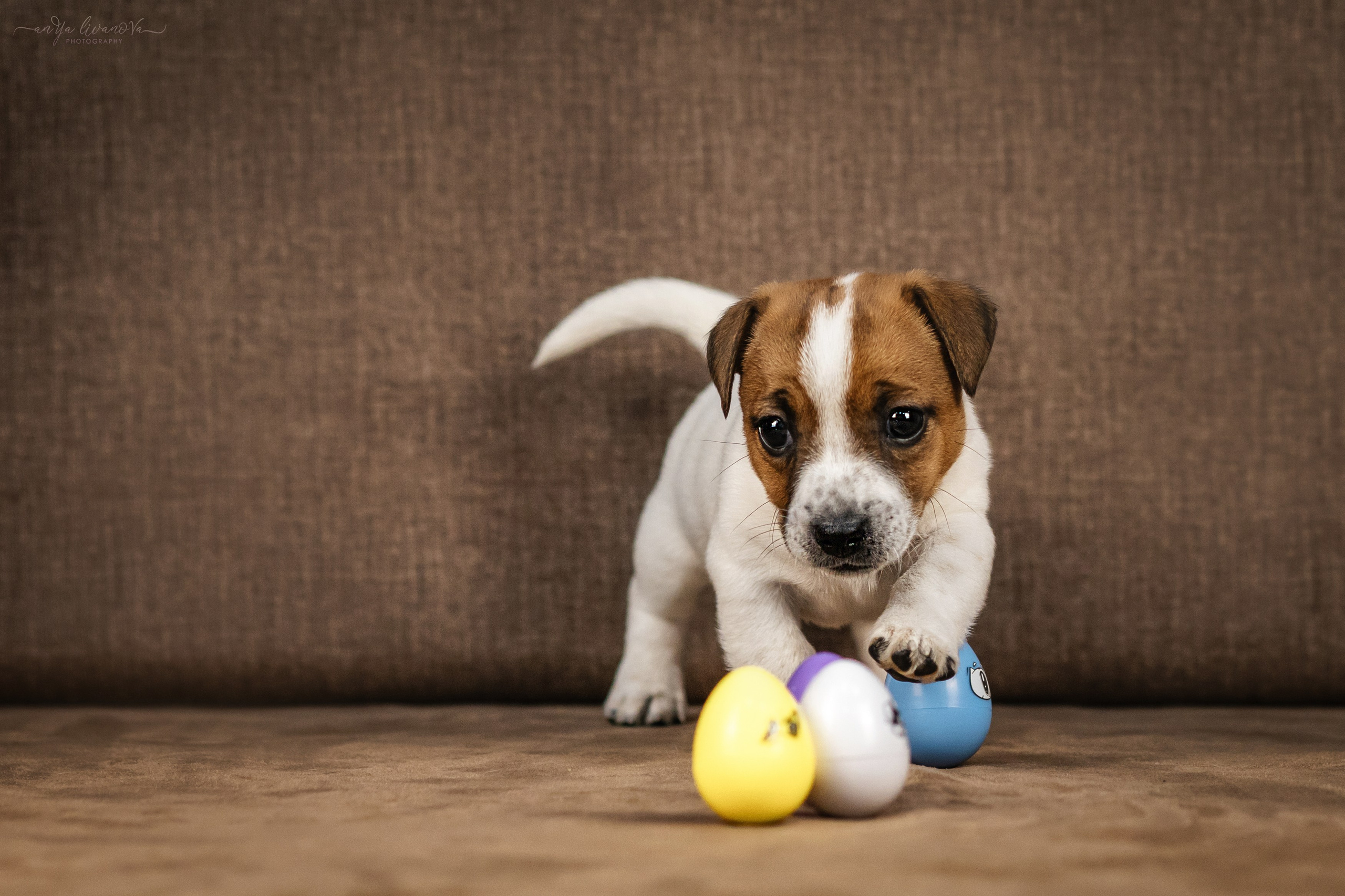 Джеки. Фотограф анималист Аня Ливанова | Рыбинск